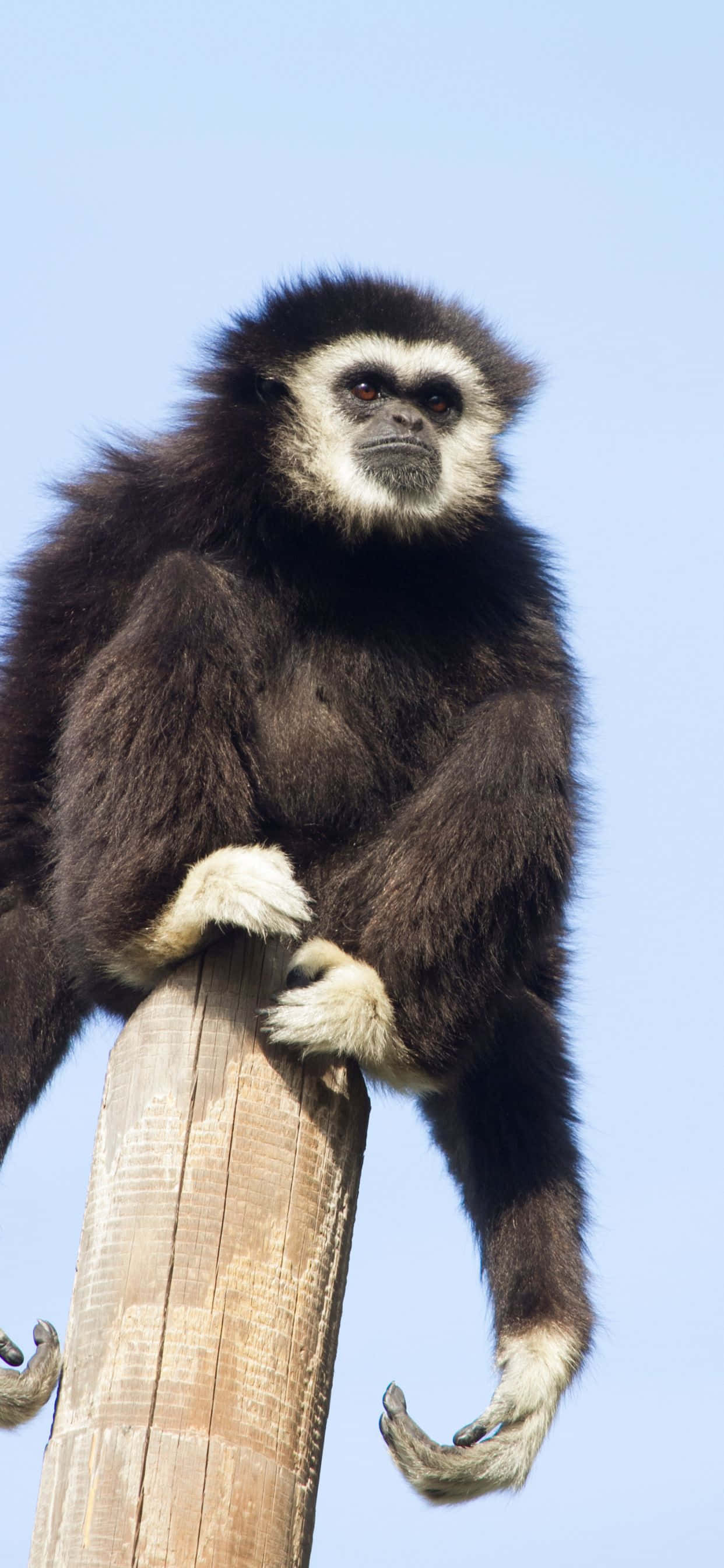 Fă o mișcare cu iPhone Xs Max Gibbon Fundal
