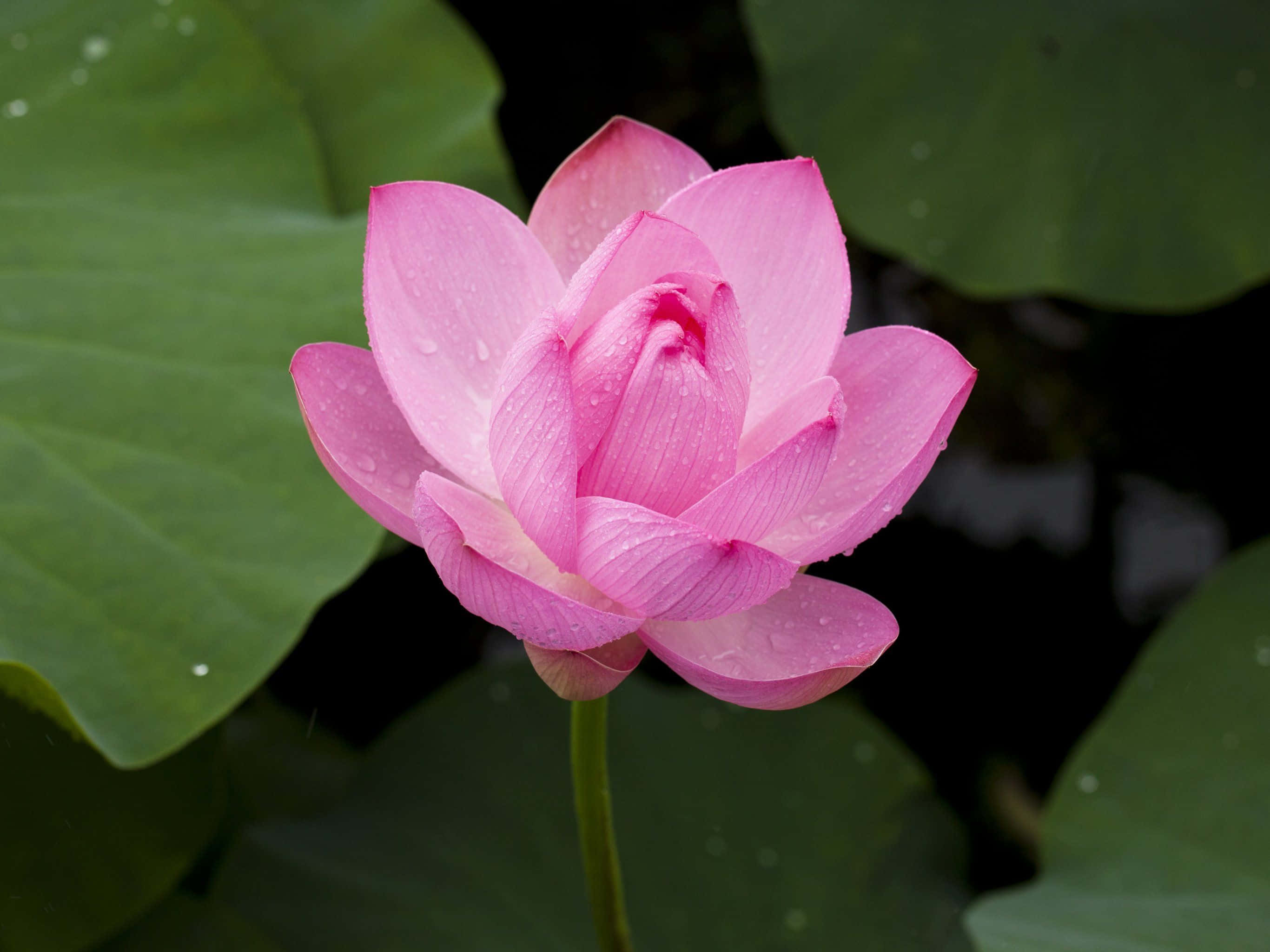 Fascinantă floare de lotus în plină înflorire Fundal