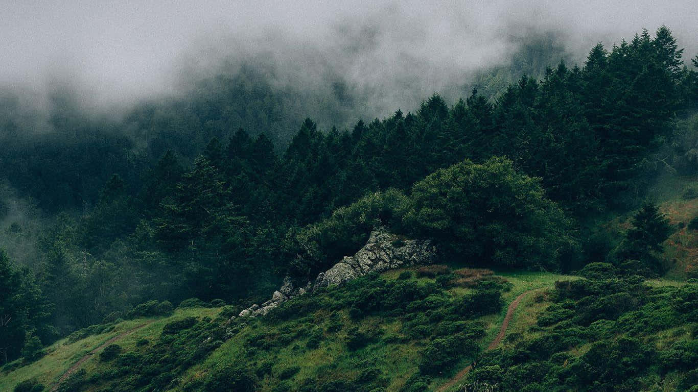 Fericirea Pădurii Verzi Întunecate Fundal