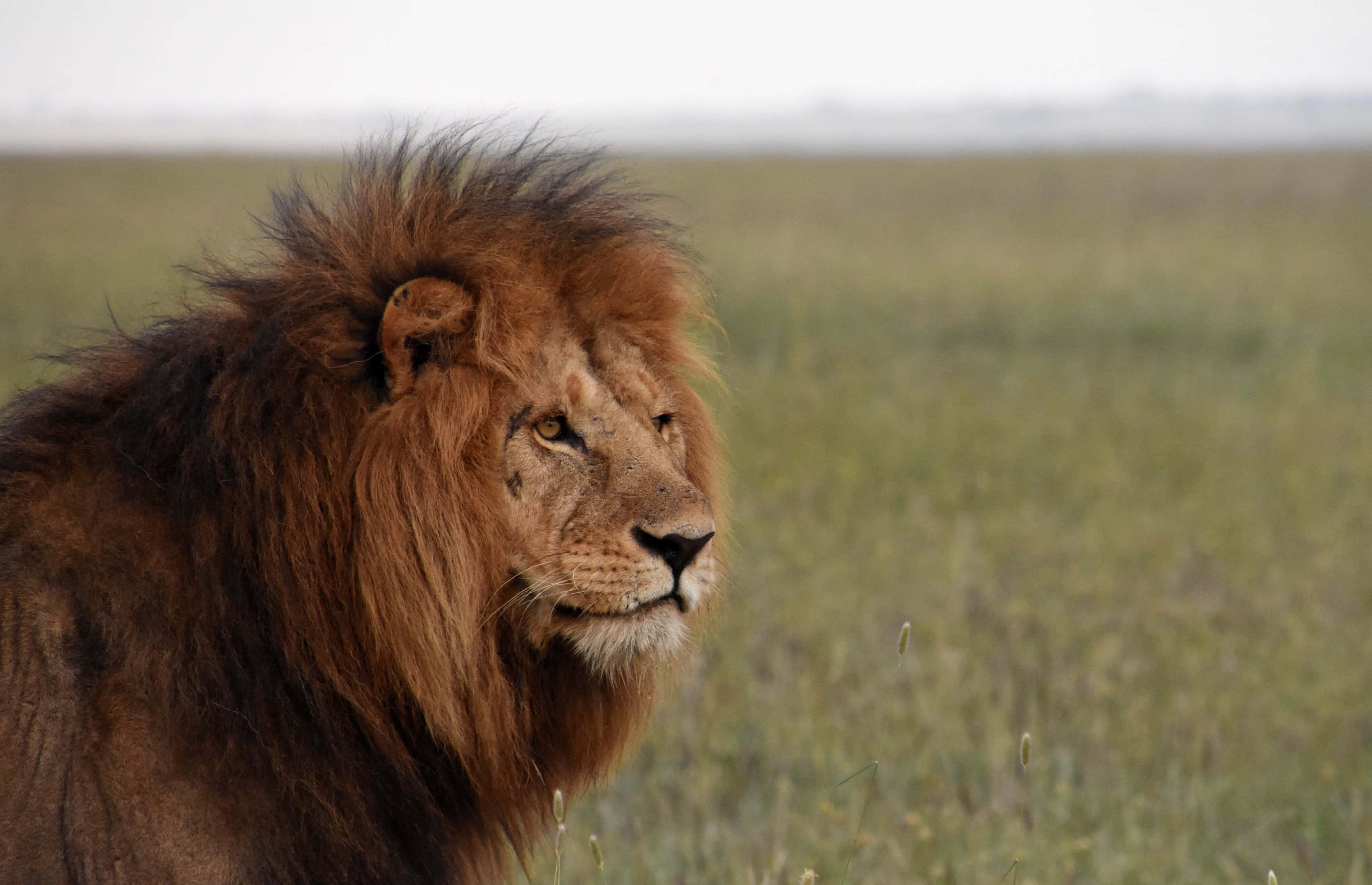 Fierce și Majestic - Un Leu cutreieră Savana Africană Fundal