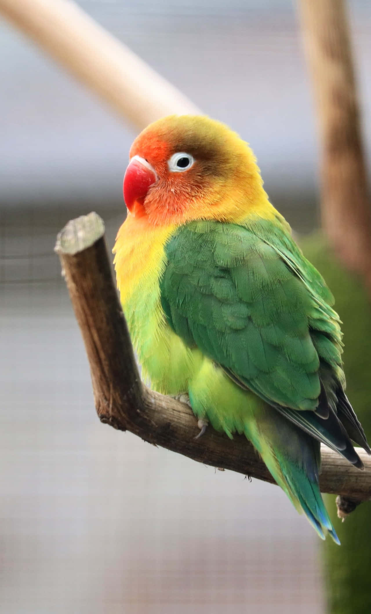 Pasăre Fischer Love Bird iPhone Fundal