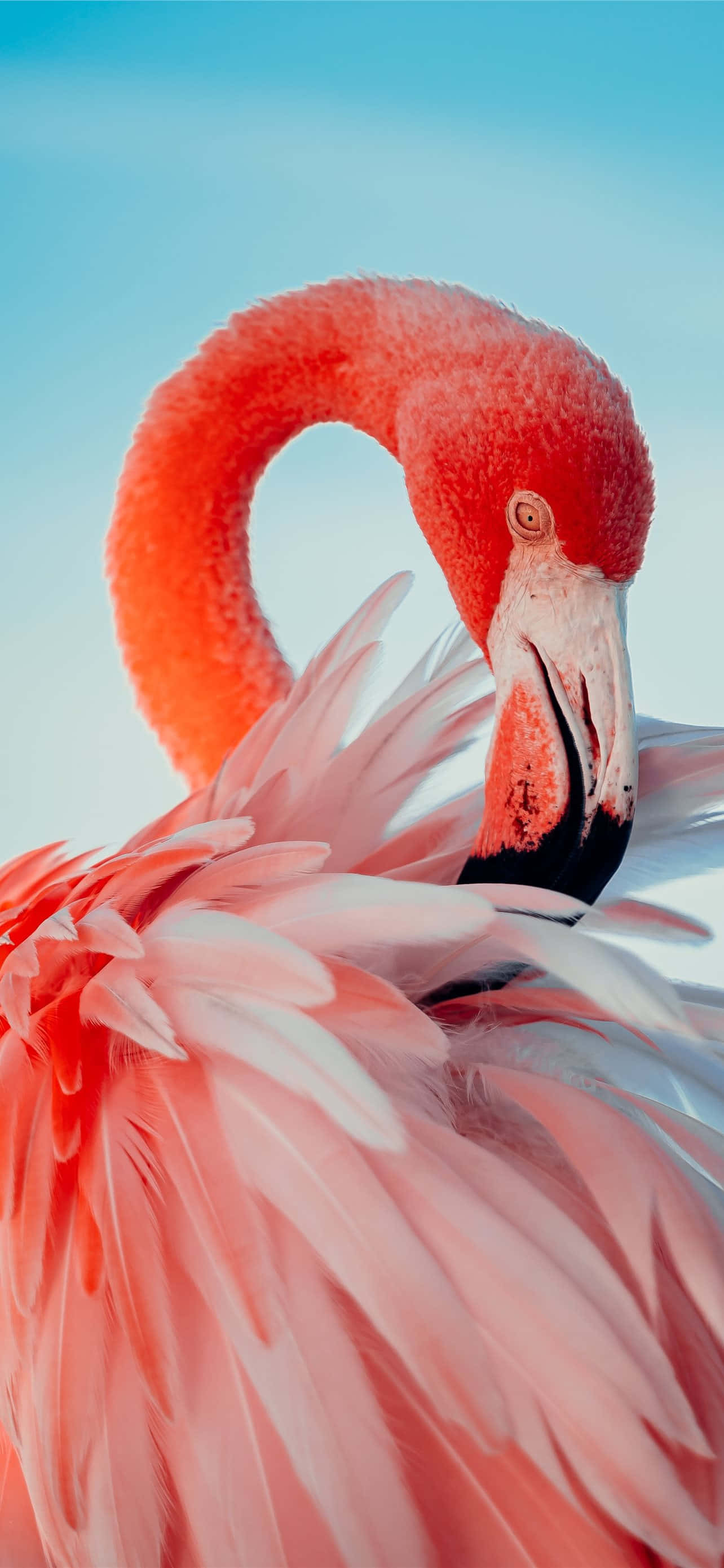 Flamingo în verdeață luxuriantă - perfect pentru fundalul iPhone-ului tău Fundal