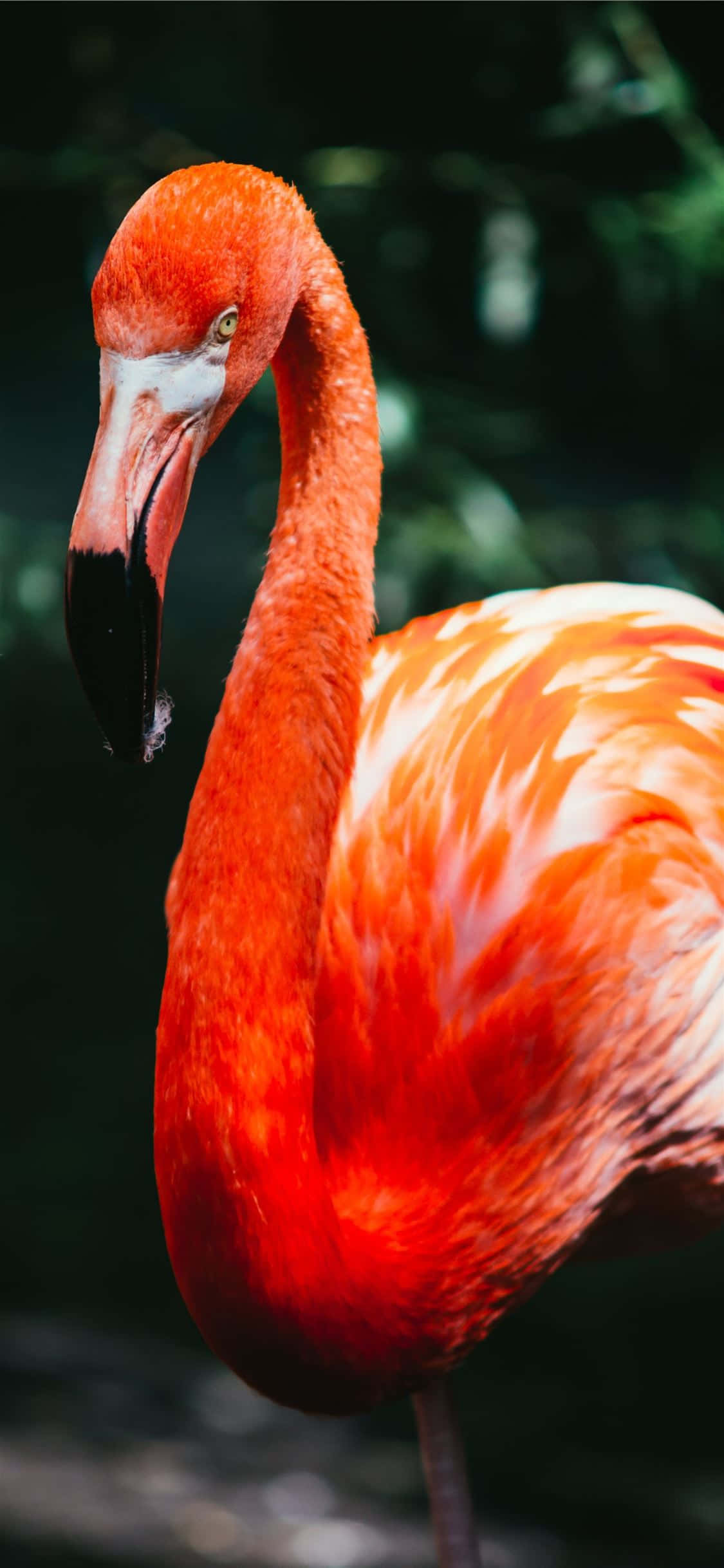 Uimitor flamingo decoreaza un iPhone Fundal