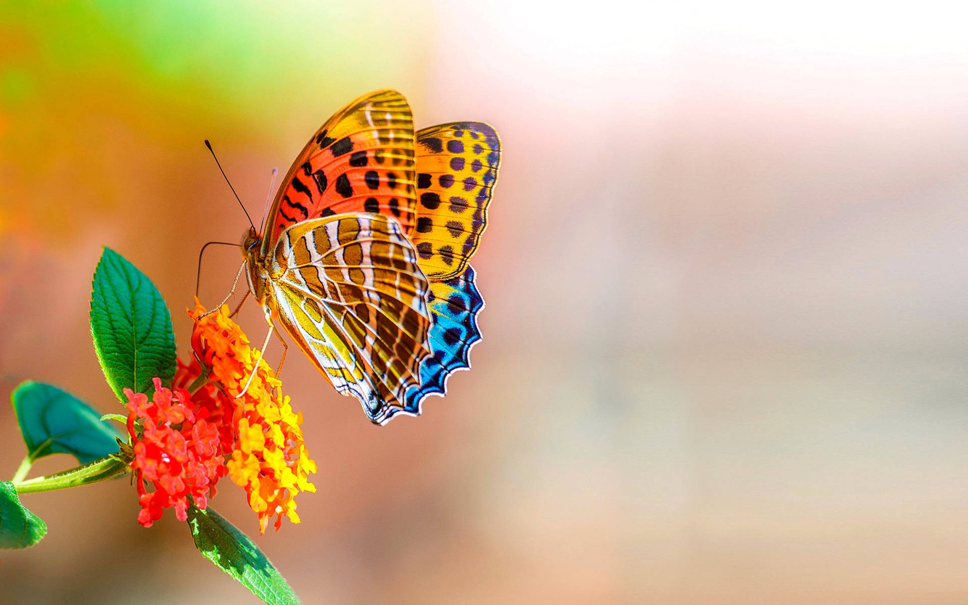 Flamură Colorată pe Ecran Întreg HD Desktop Fundal