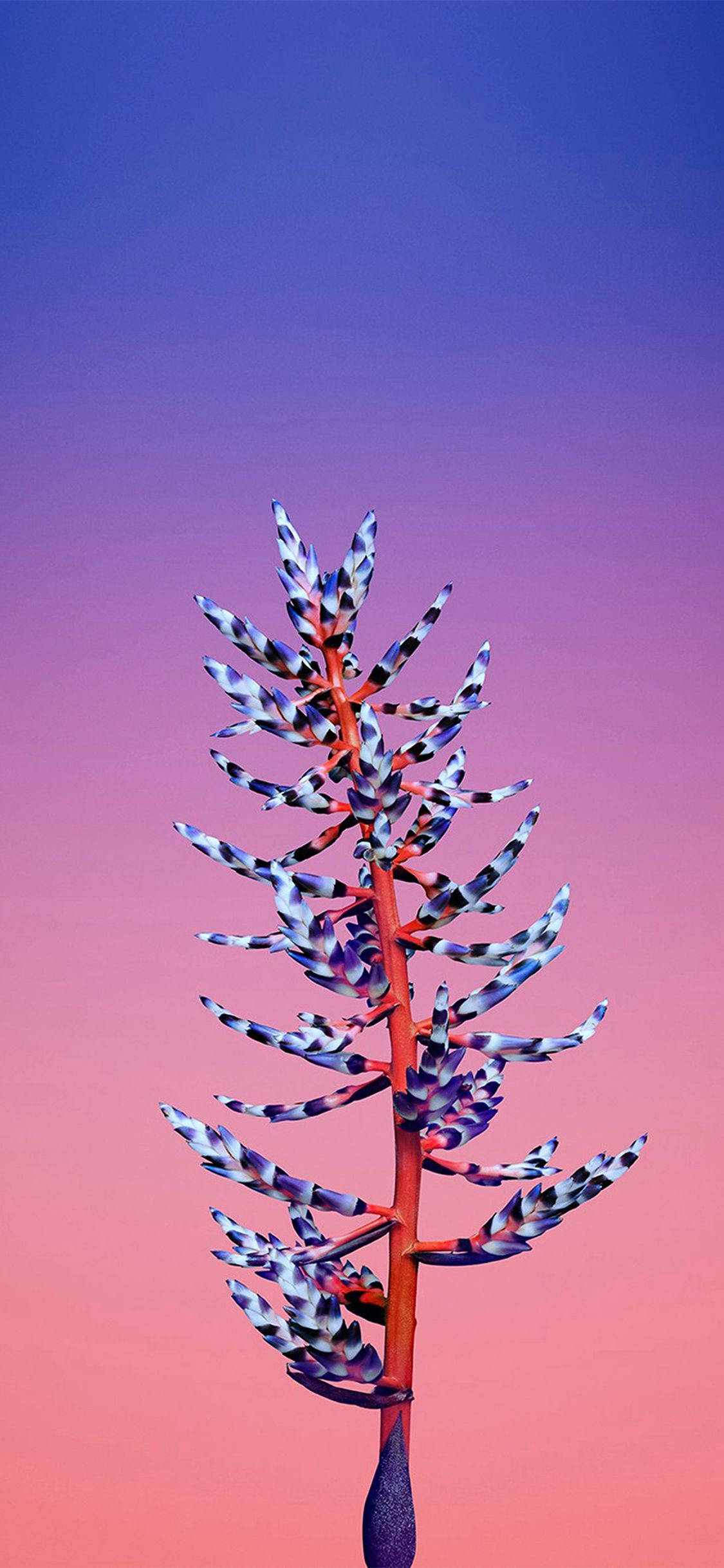 Floare Aechmea Apple Fundal