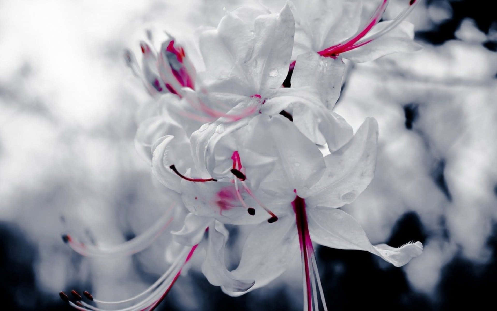 Floare albă cu efect bokeh Fundal