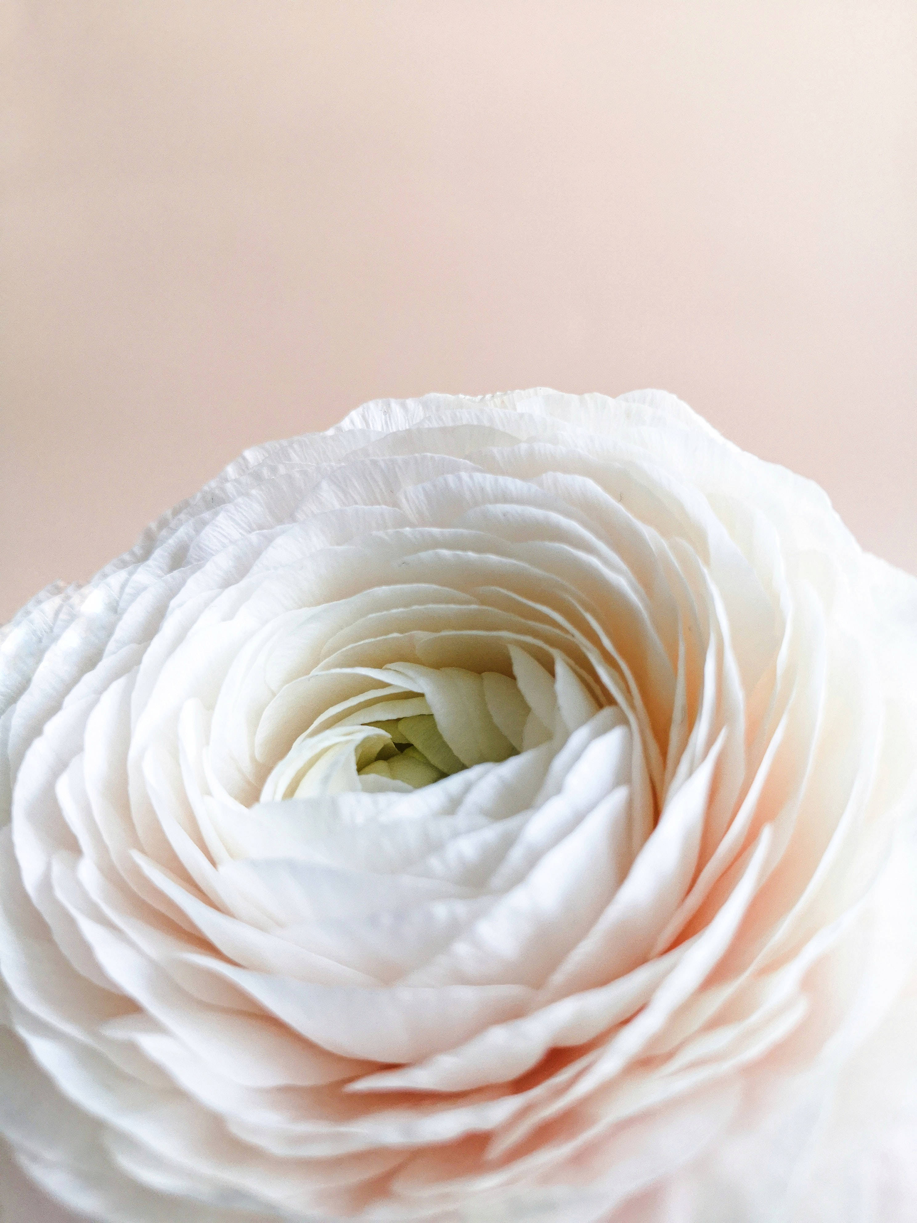 Floare albă pastel pentru iPhone Fundal