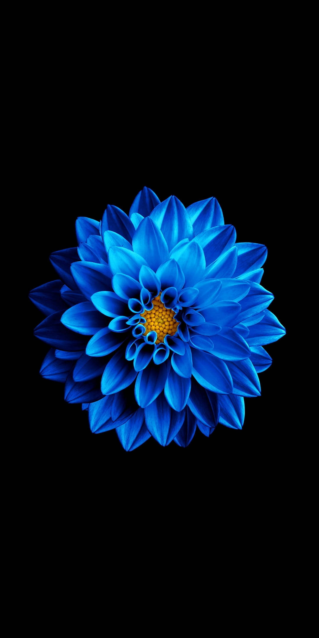 Floare albastră pe fond negru Amoled Fundal