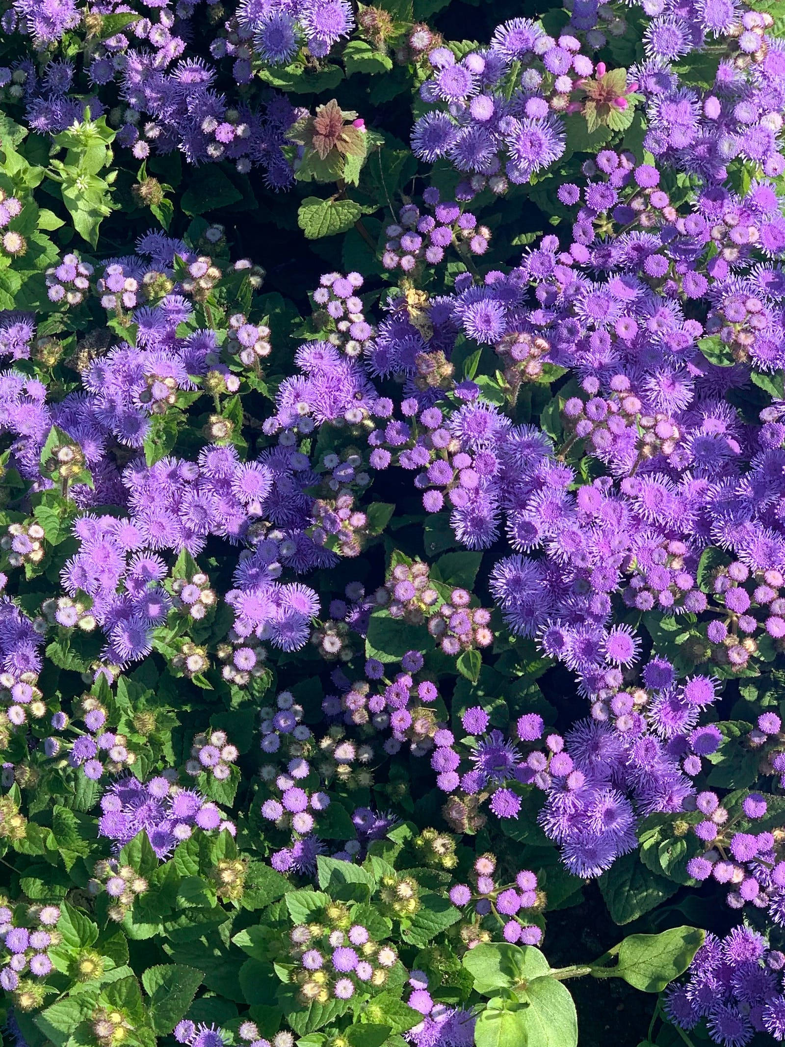 Floare Bluemink Floral iPhone Fundal