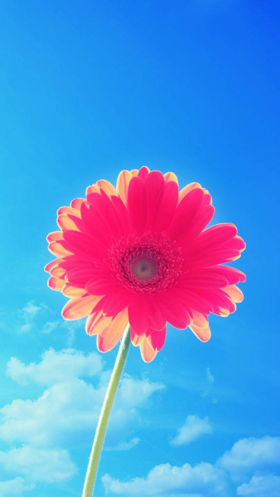 Floare cu petale roz iPhone Fundal