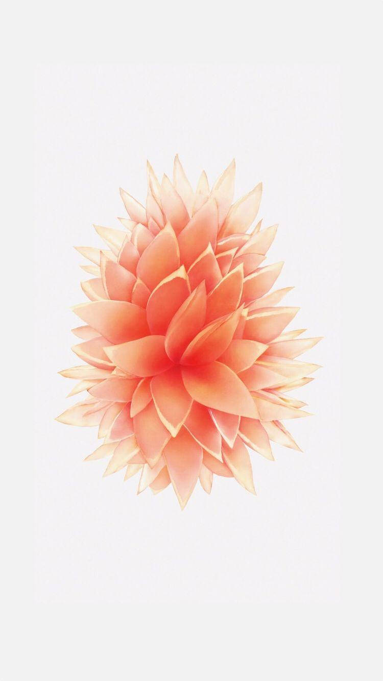 Floare Culoarea Piersicii iPhone SE Fundal