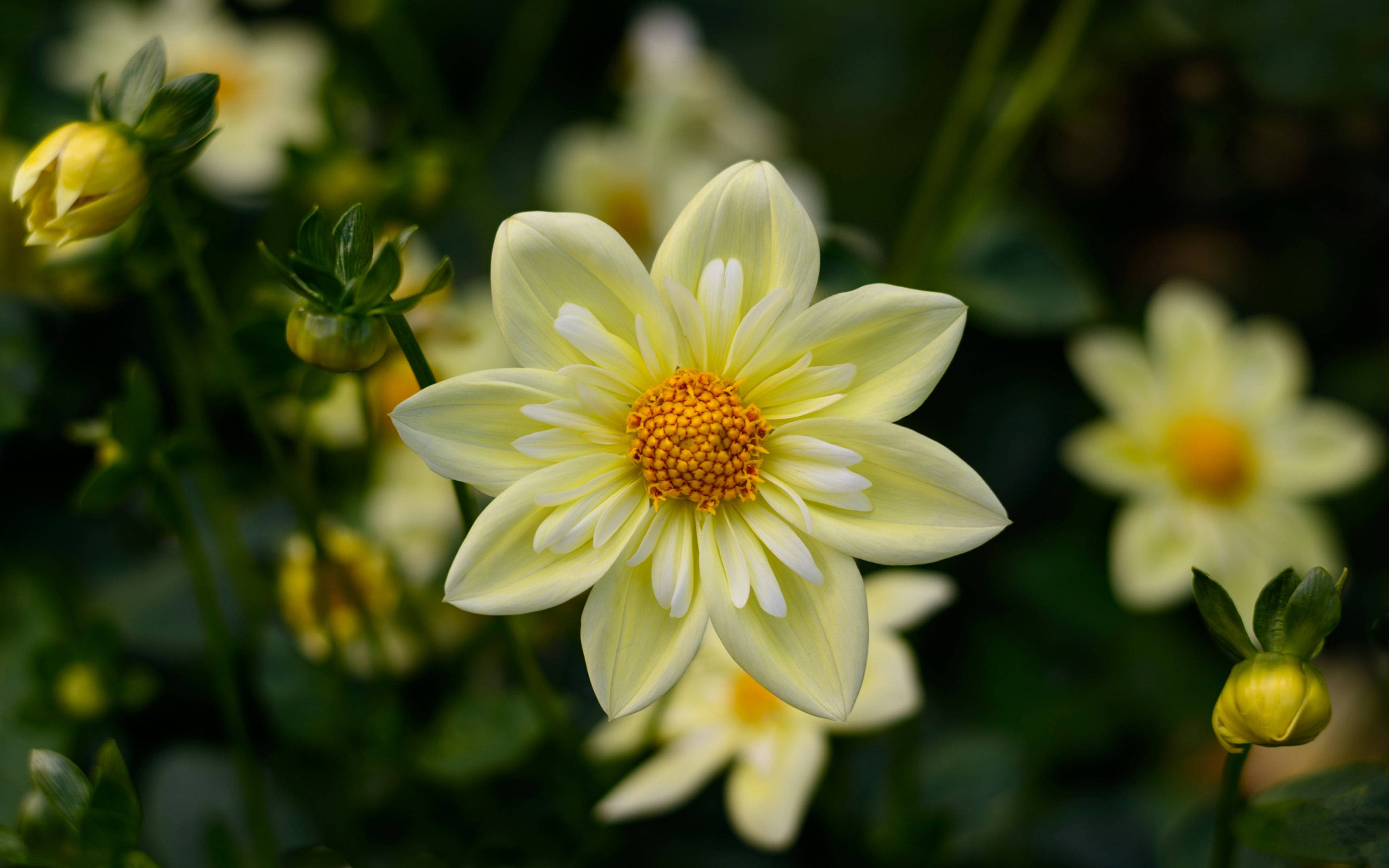 Floare Dahlia HD 1920x1080 Fundal