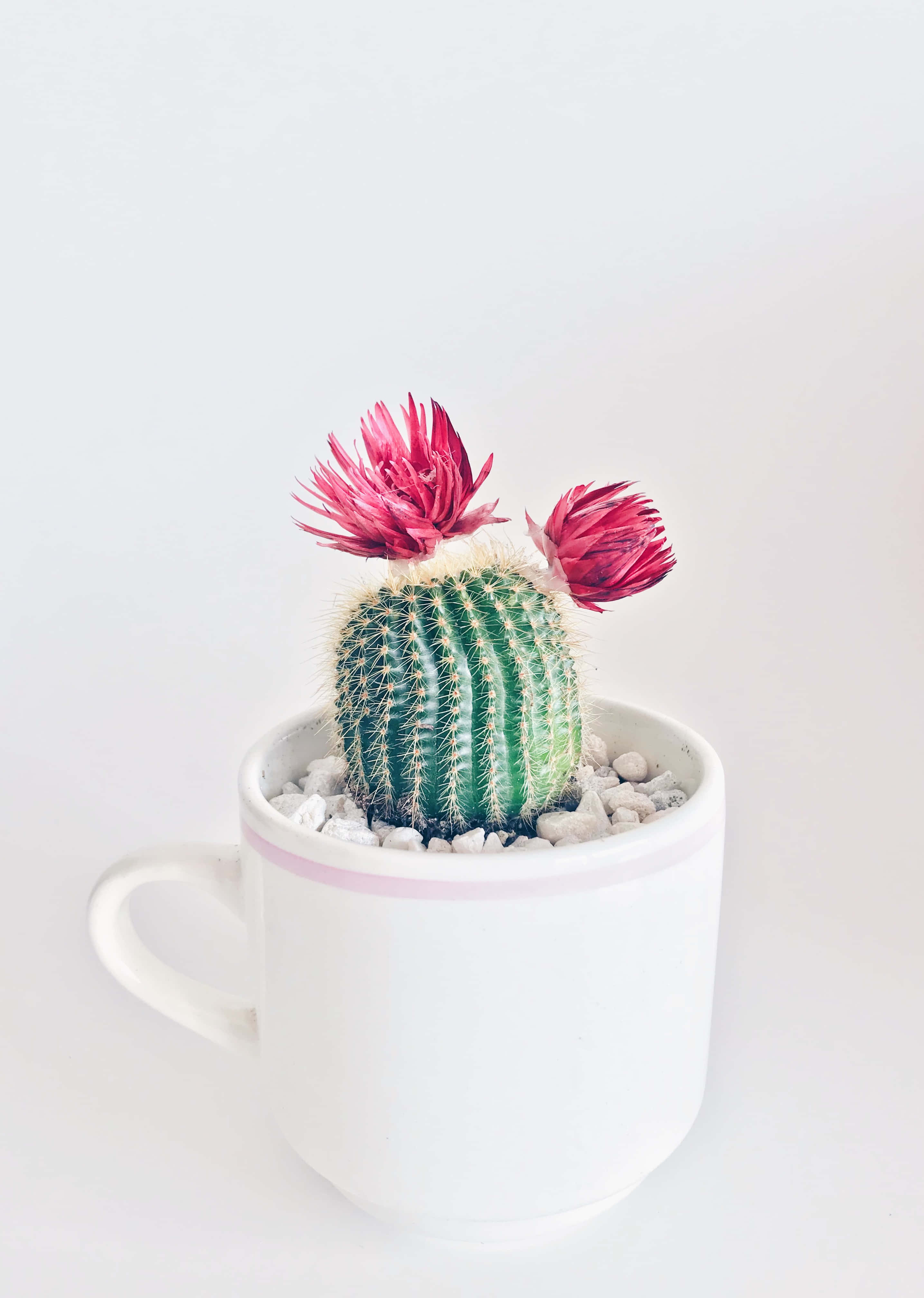 Floare de Cactus în Căpșor Fundal