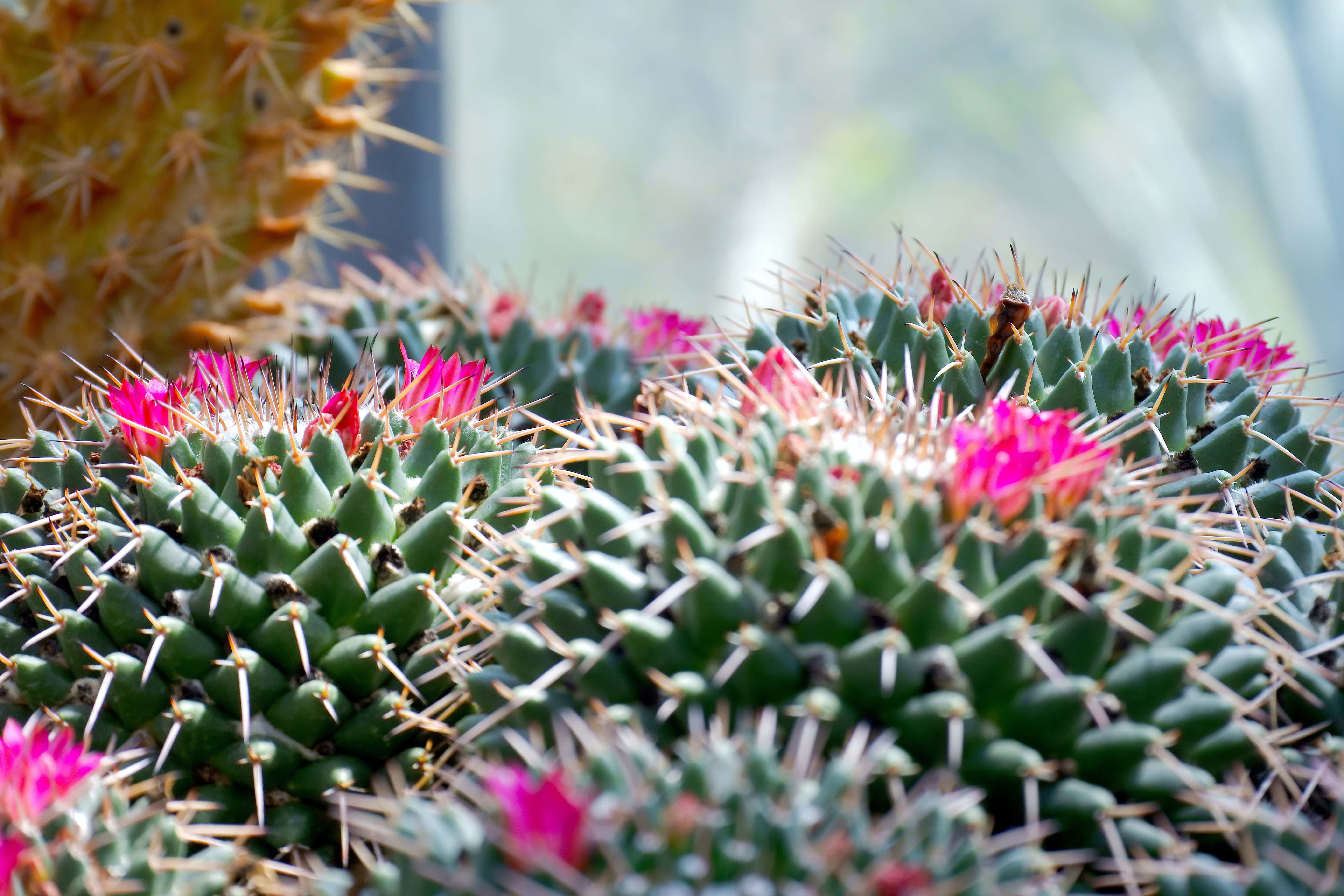 Floare de cactus Mammillaria Polythele Fundal