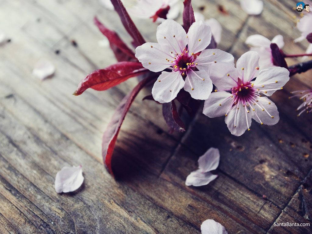 Floare de cireș împrăștiată Fundal