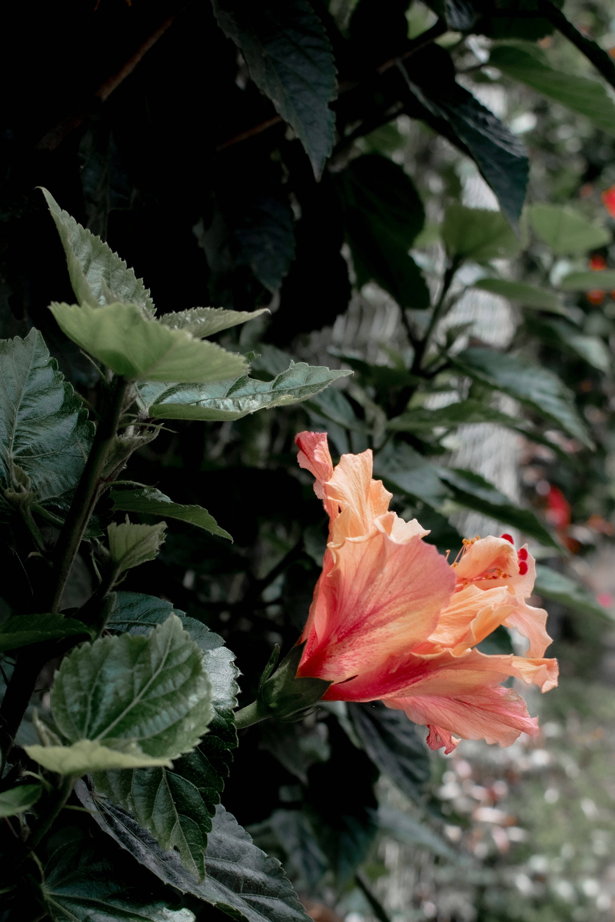 Floare de Hibiscus Estetică Fundal