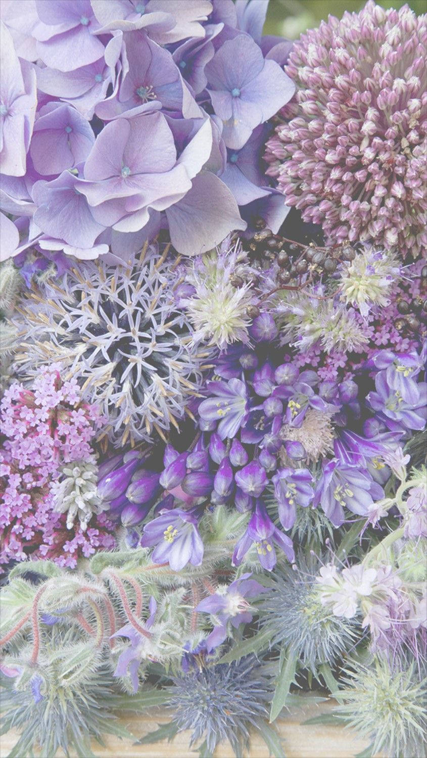 Floare de Lila și Violet pentru iPhone Fundal