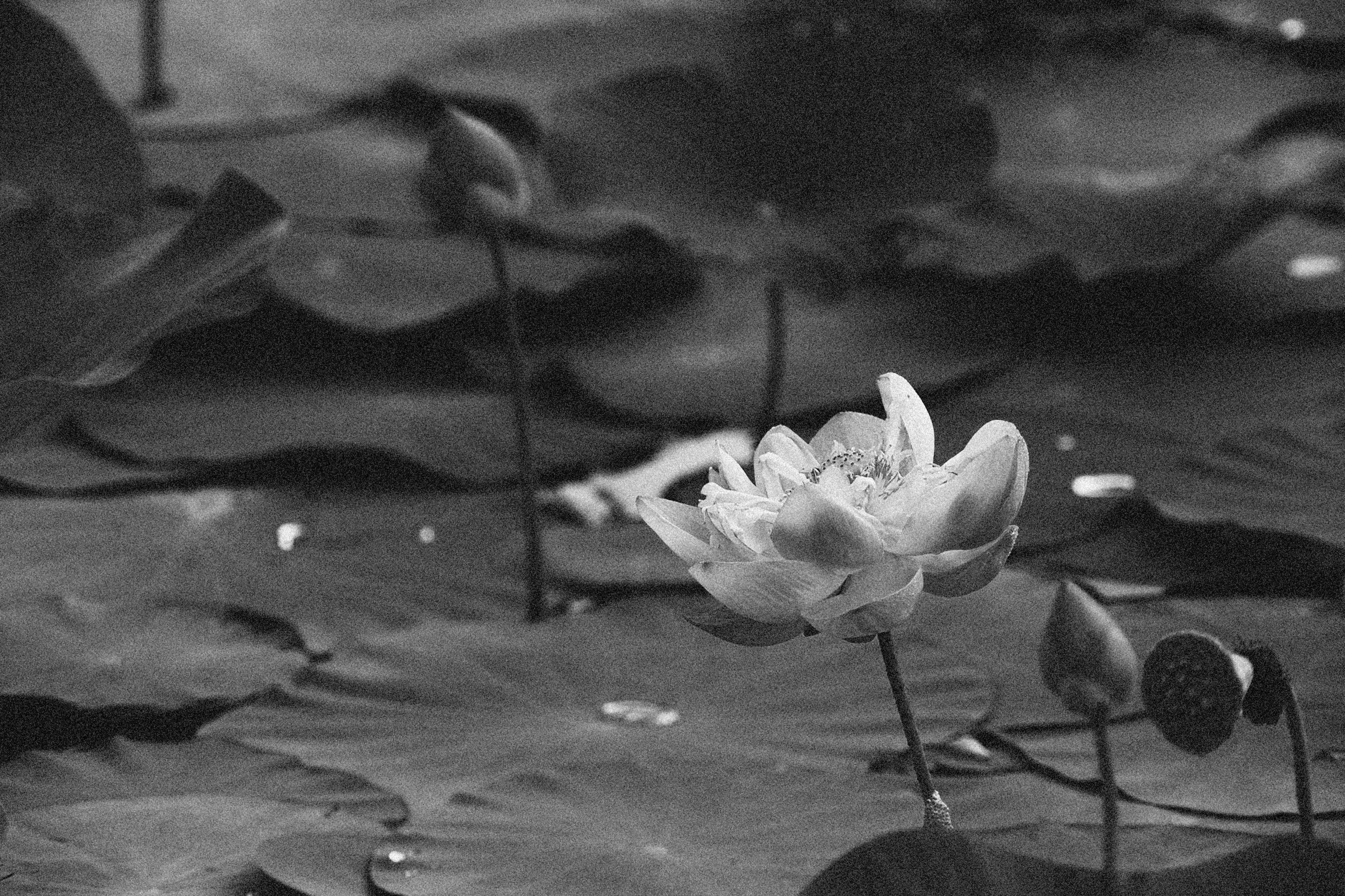 Floare de Lotus Vintage Fundal