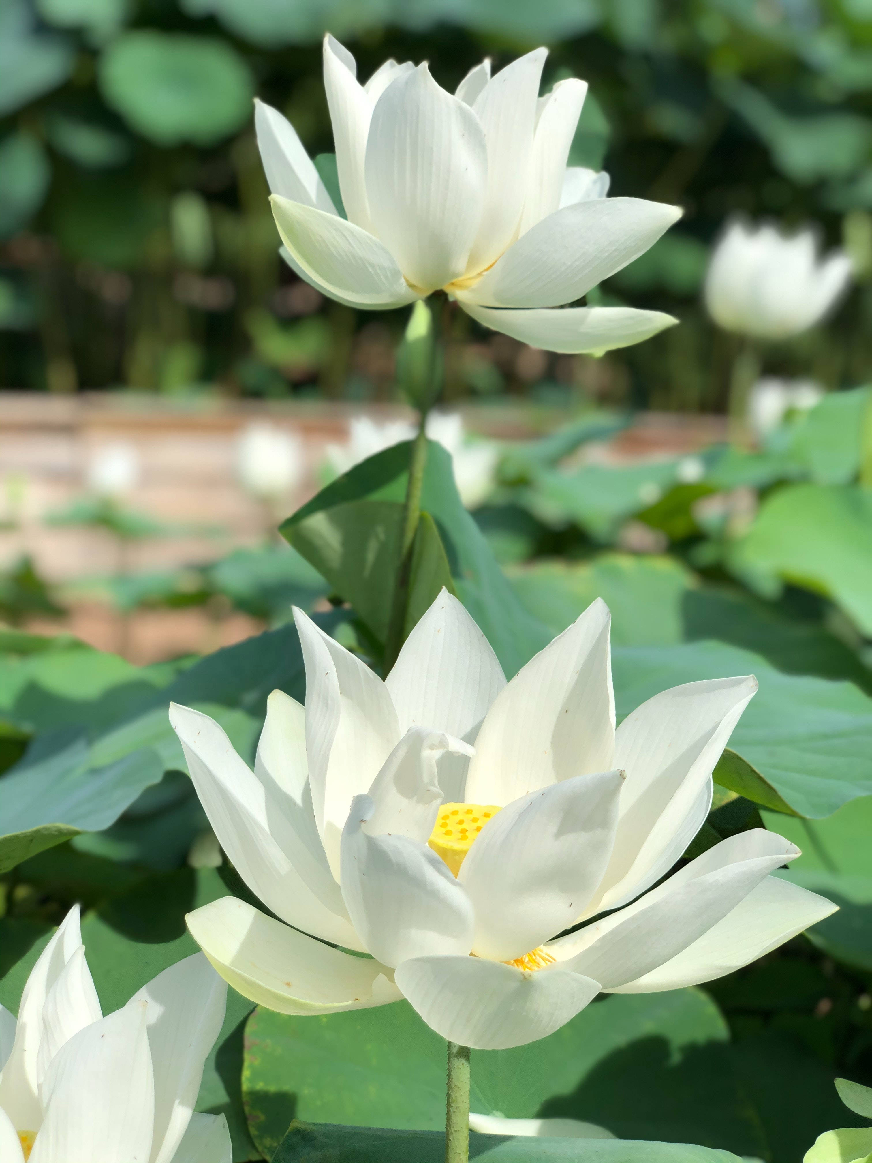 Floare de Lotus Albă Fundal