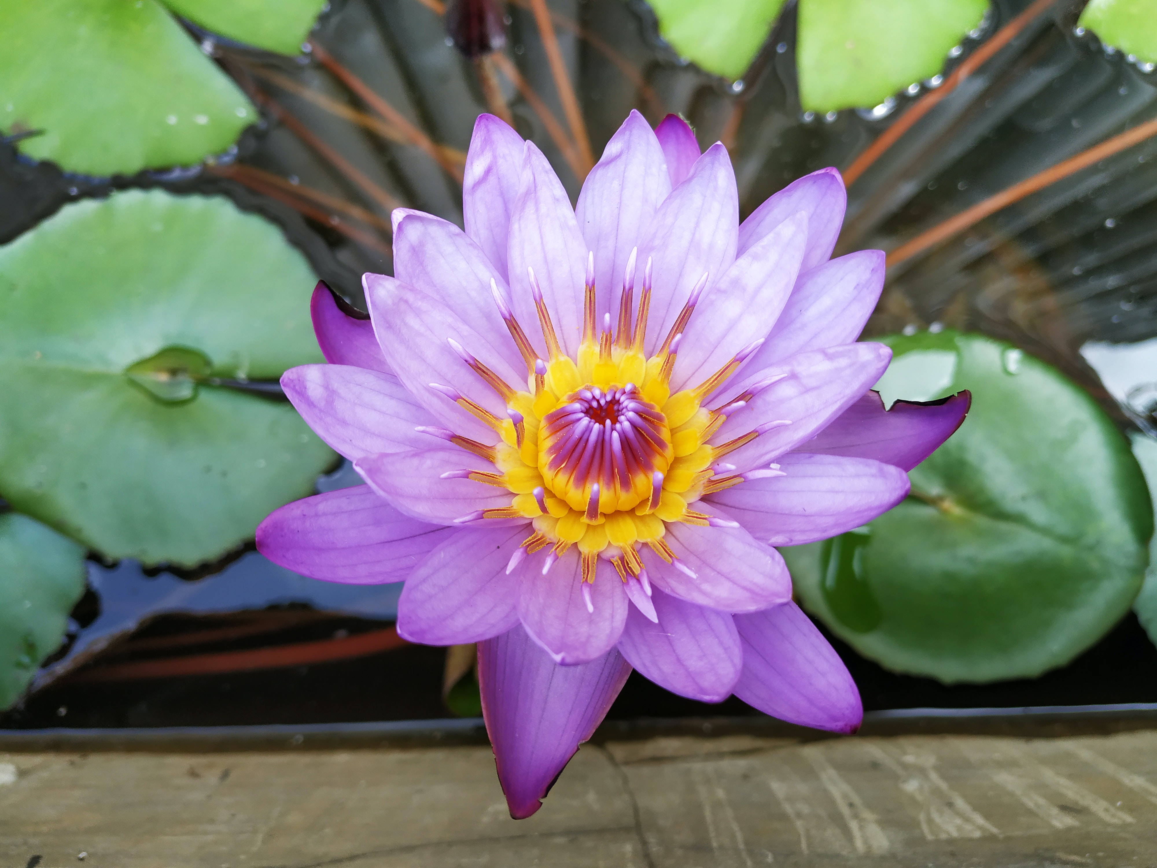 Floare de Lotus Violet și Galben Fundal