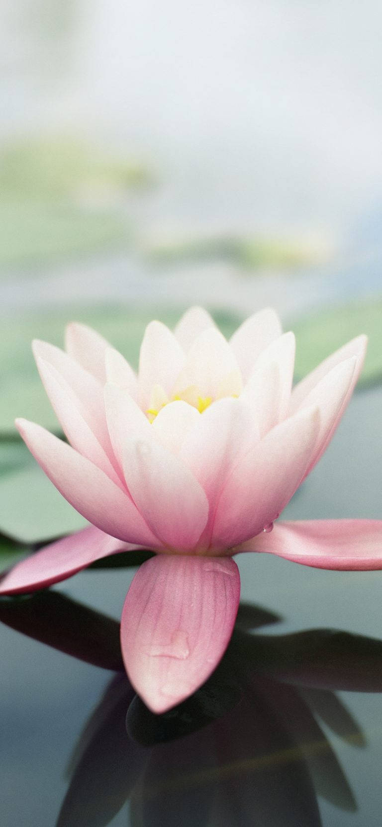 Floare de Lotus Originală iPhone 4 Fundal