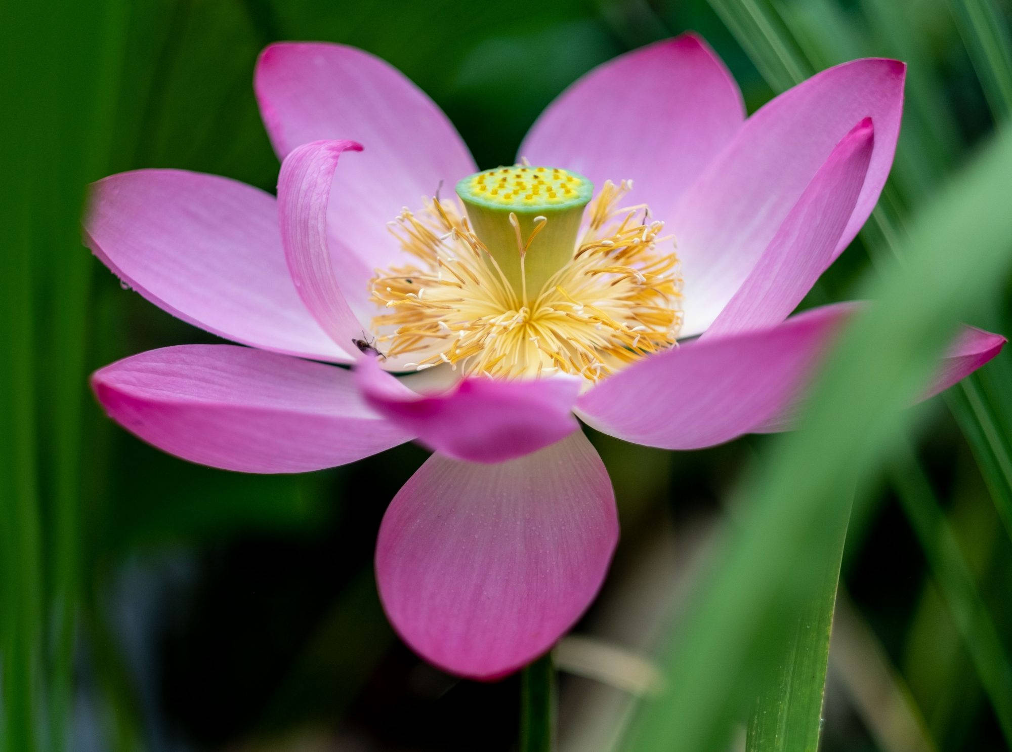 Floare de Lotus înflorită Fundal