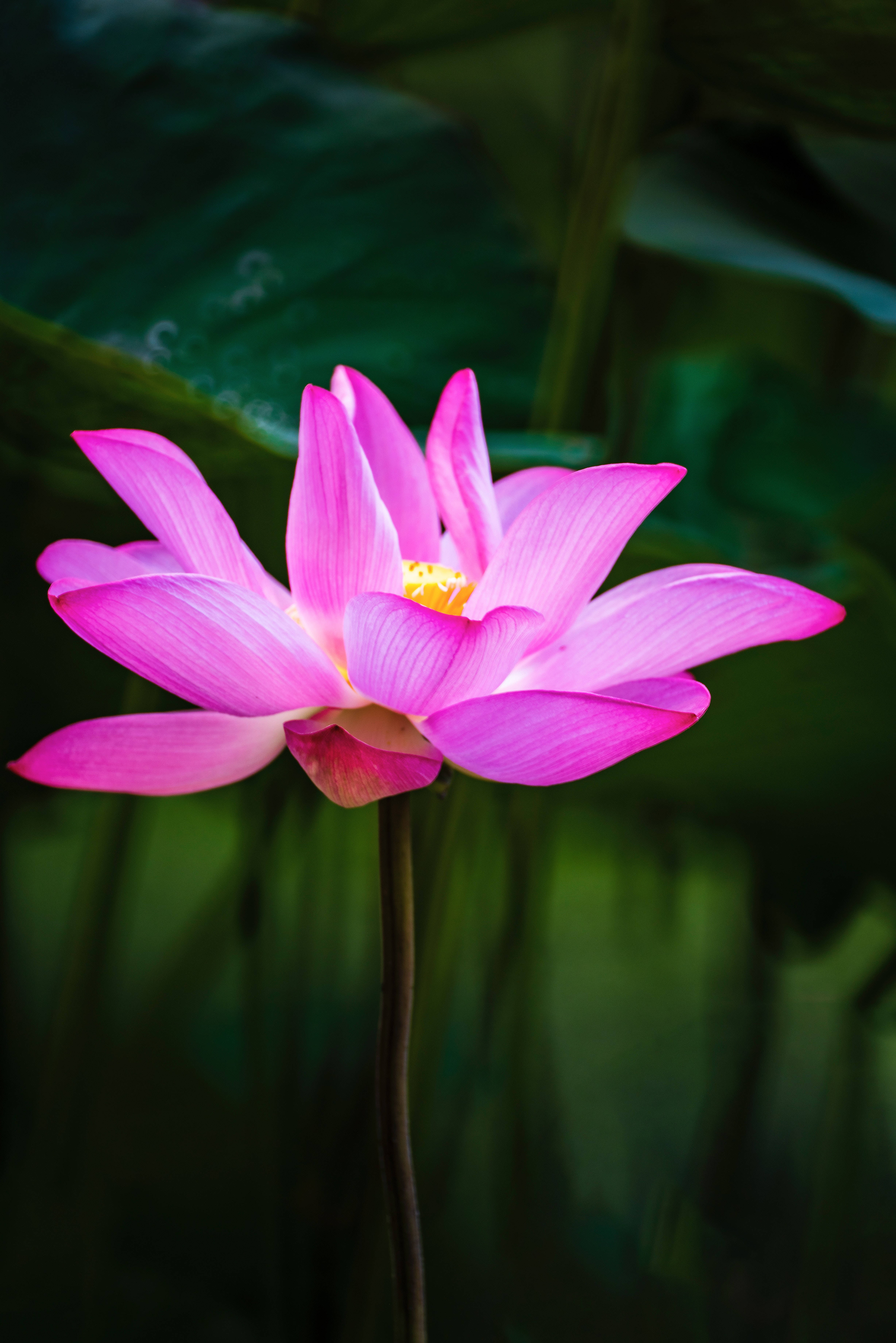 Floare de Lotus Honglingjin Fundal