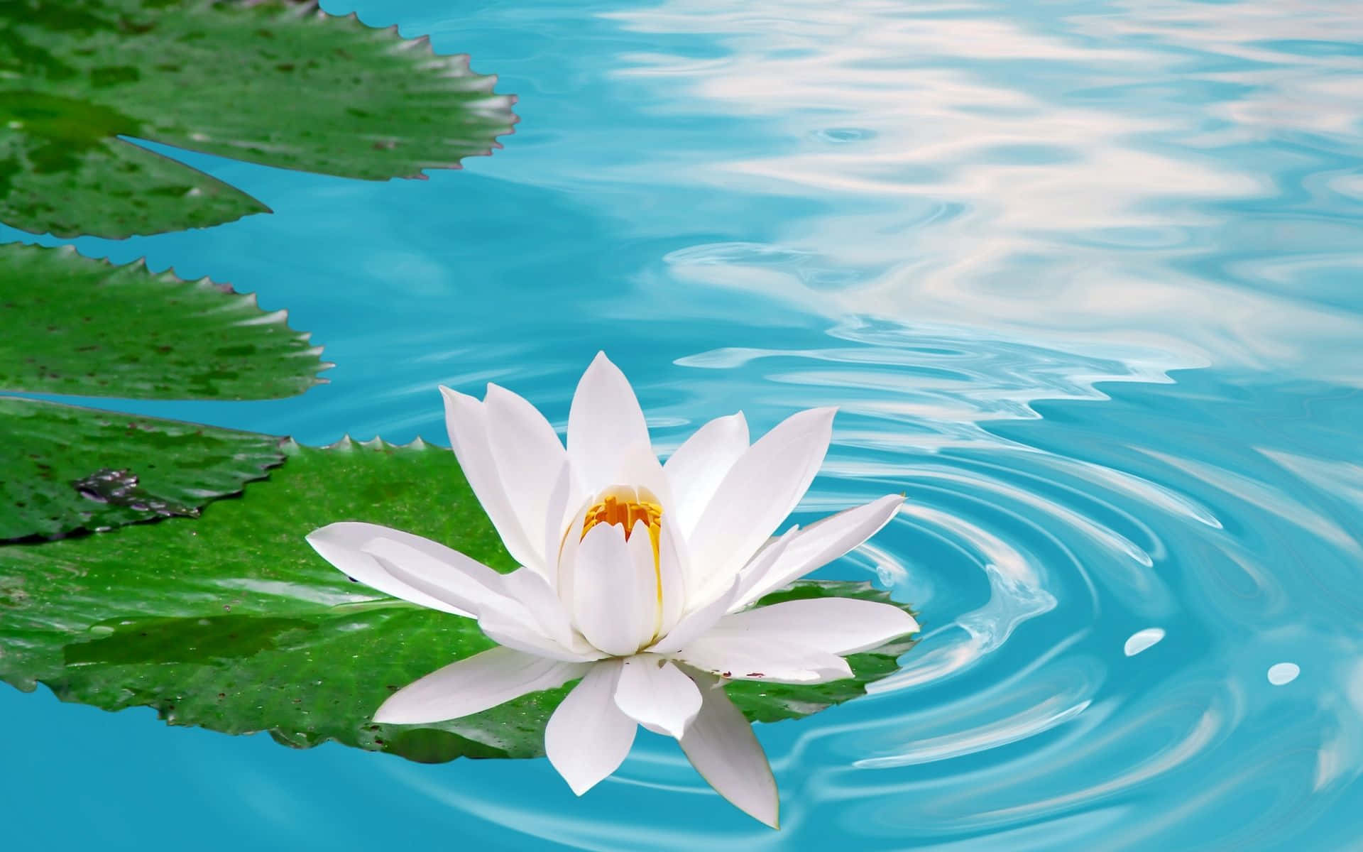Floare de lotus captivantă într-un iaz liniștit Fundal