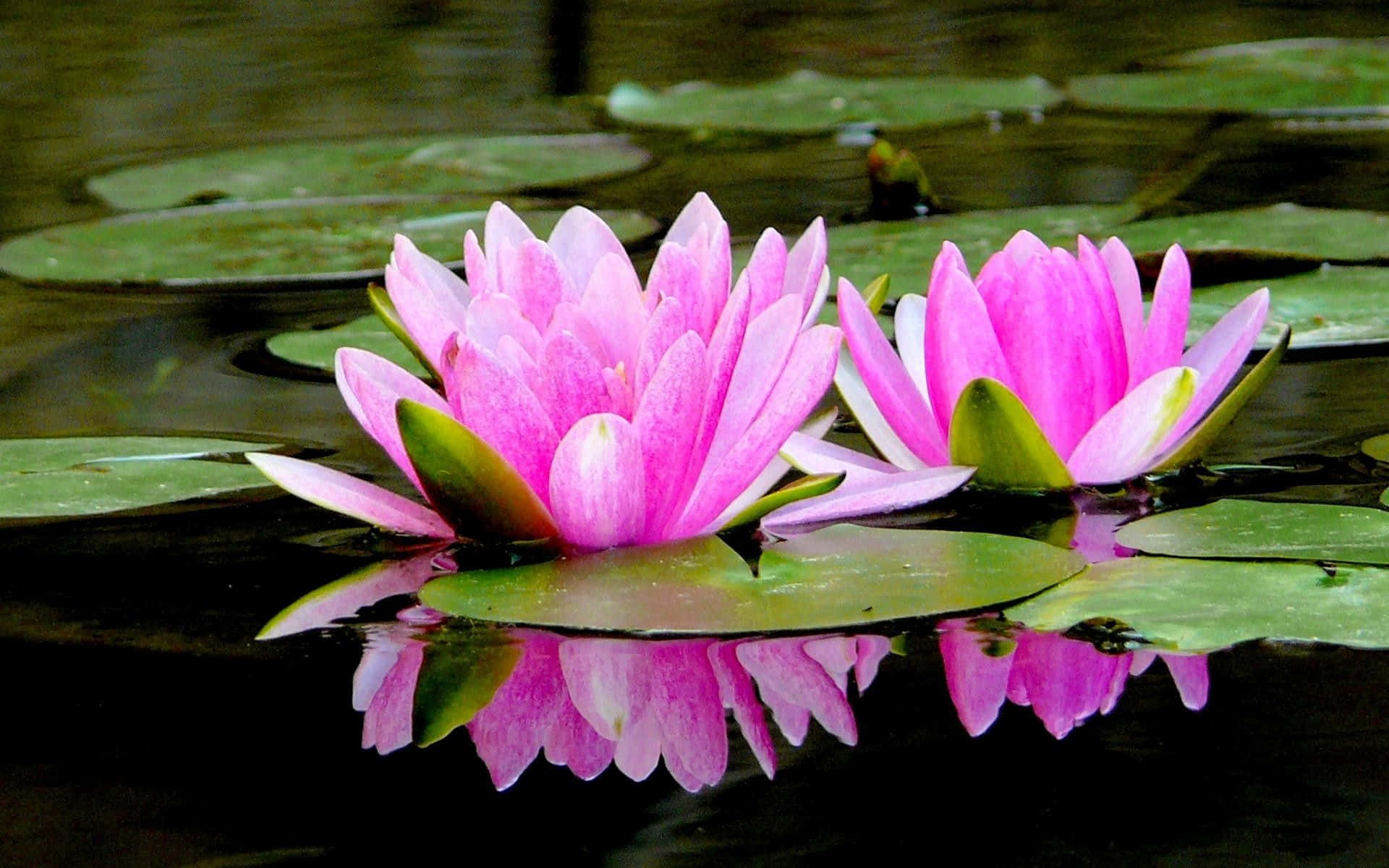 Floare de Lotus Captivantă pe Apă Senină Fundal
