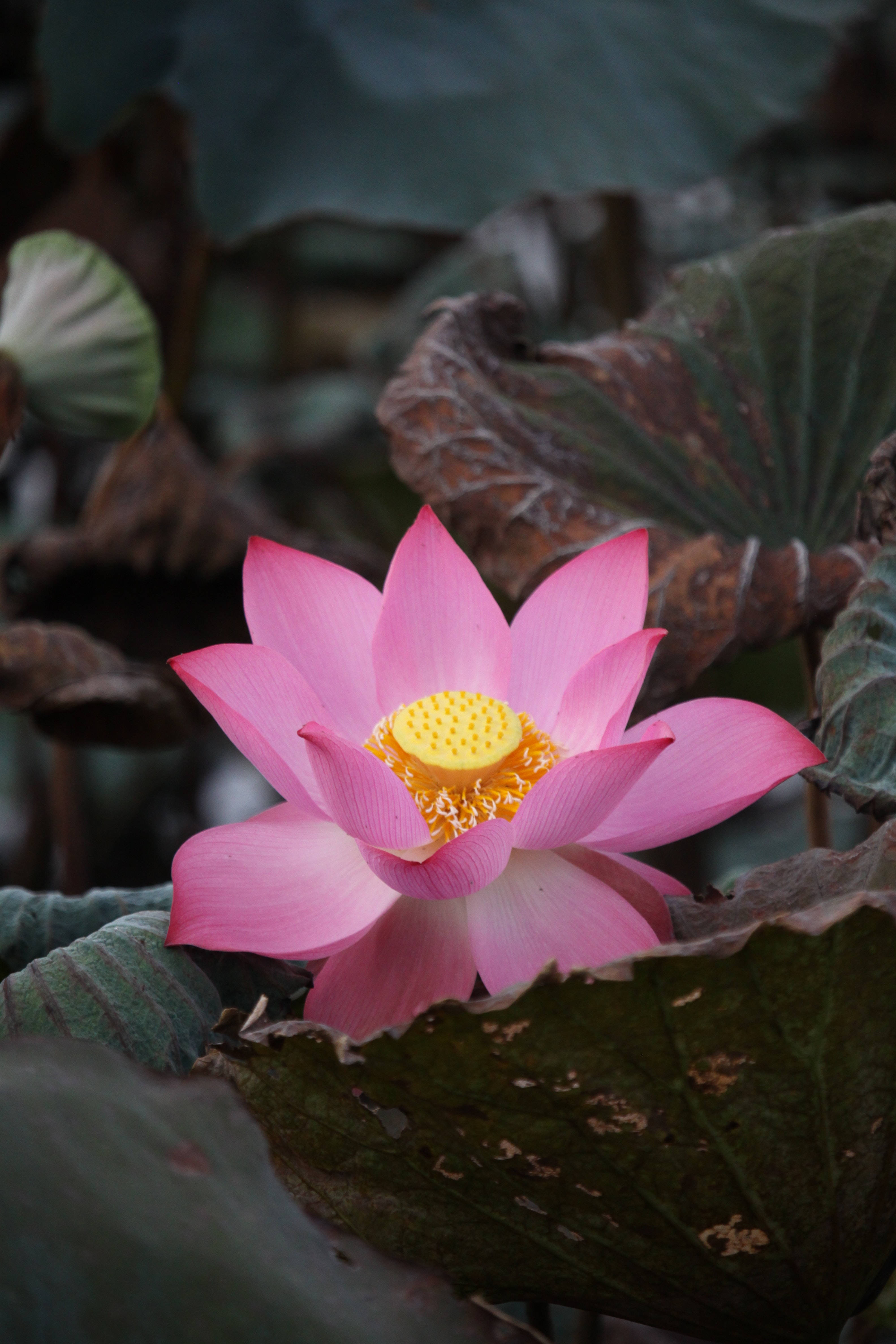 Floare de Lotus Sacru Indiană Fundal