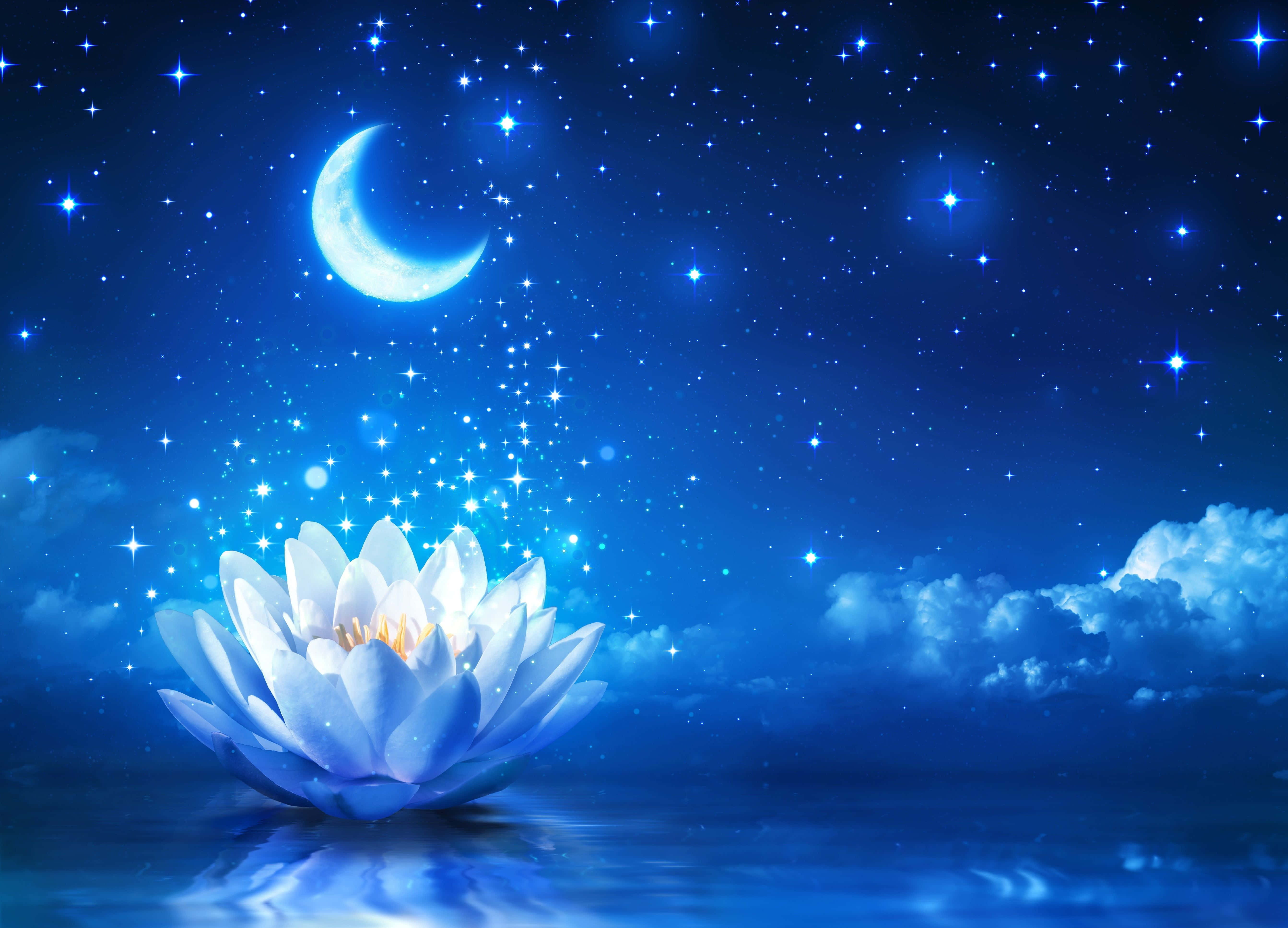 Floare de Lotus Elegantă în Plină Înflorire Fundal
