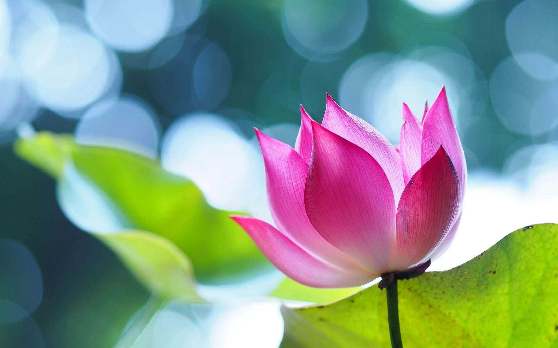 Floare de Lotus Fascinantă în Plină Înflorire Fundal