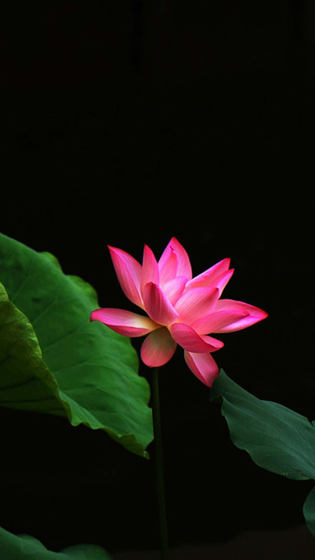 Floare de Lotus în Plină Înflorire Fundal