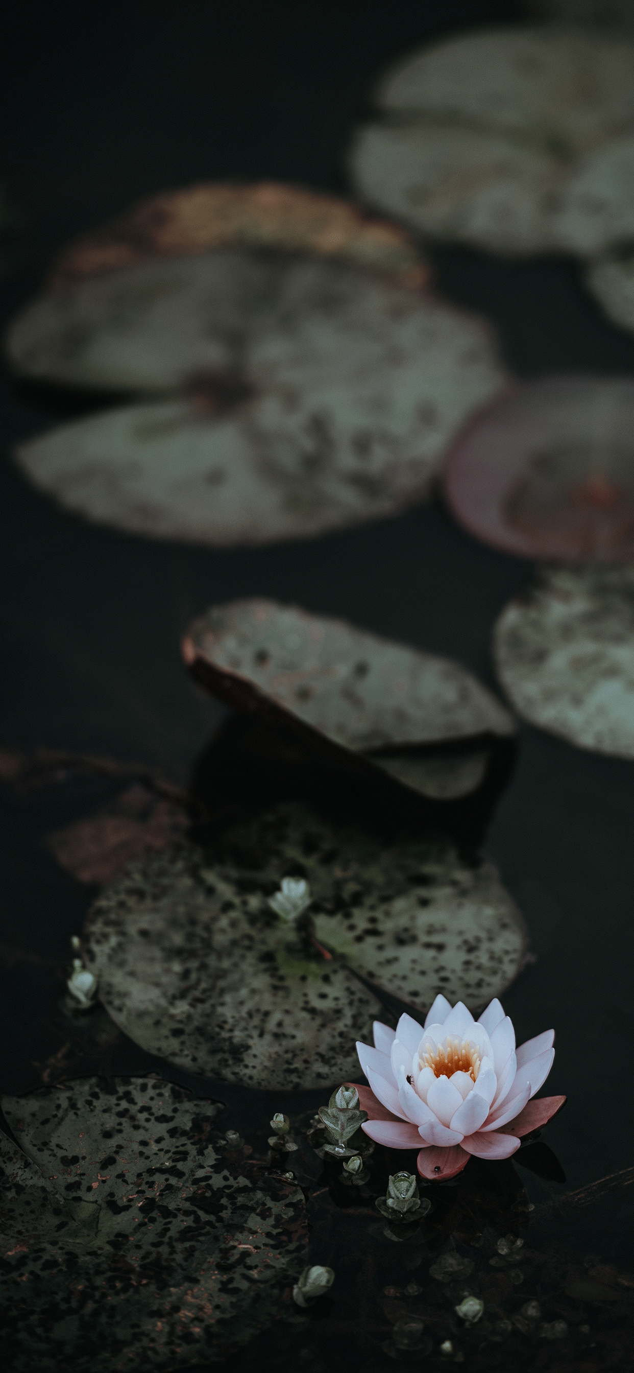Floare de Lotus în Plină Înflorire Fundal