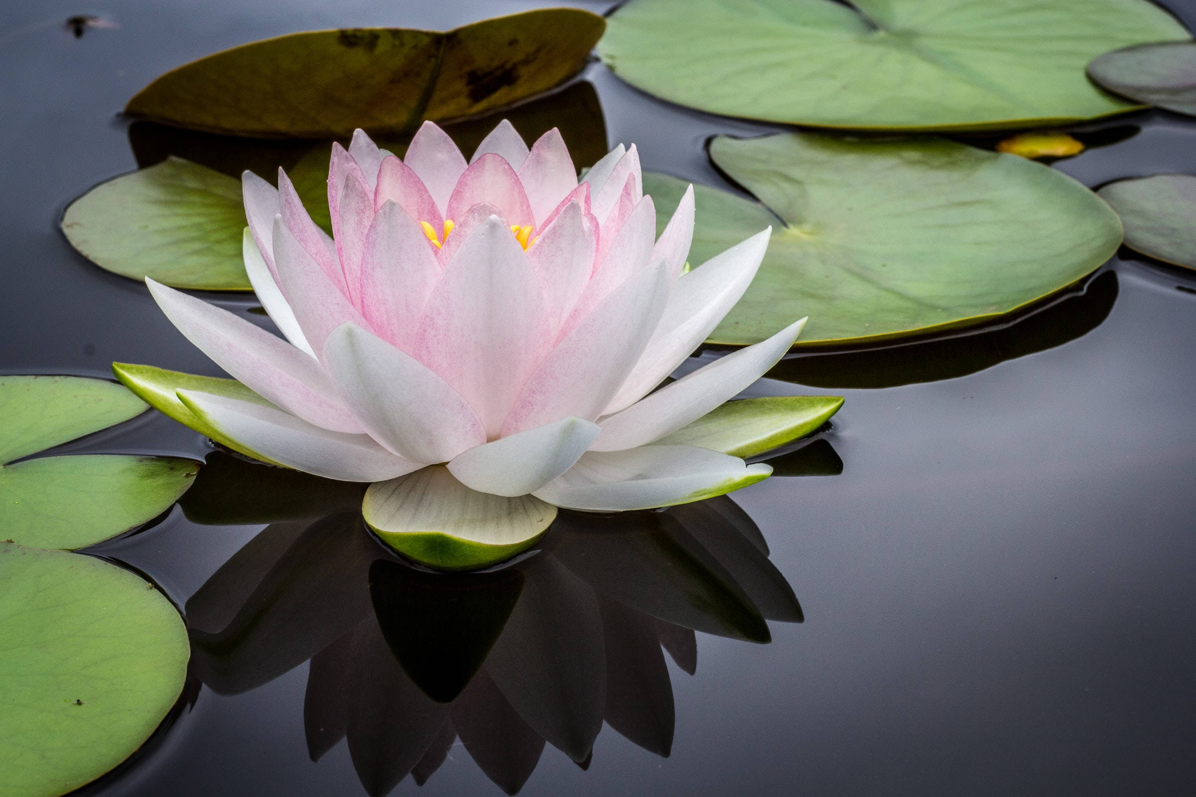 Floare de Lotus Linistitoare Fundal