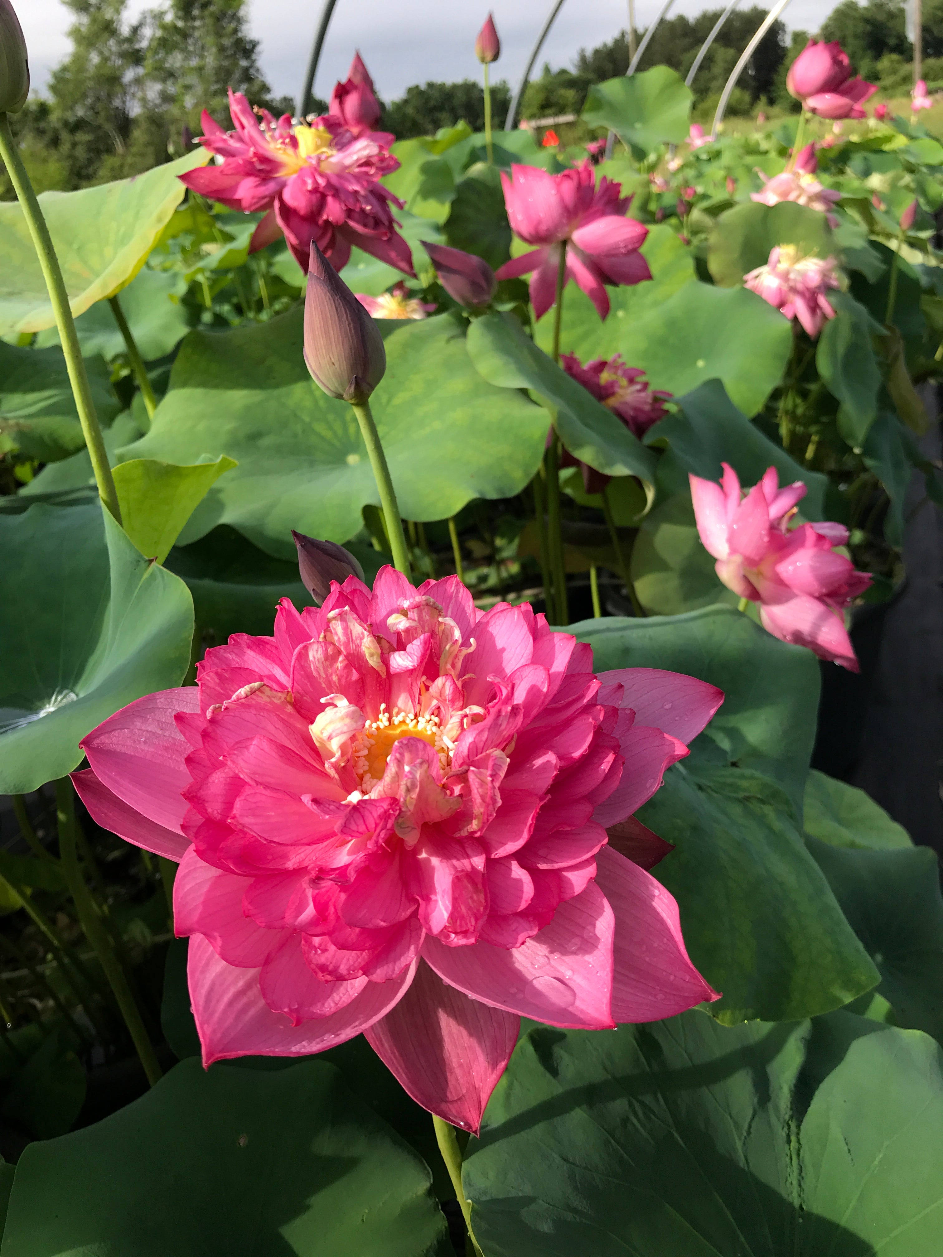 Floare de Lotus Fucsia Fundal