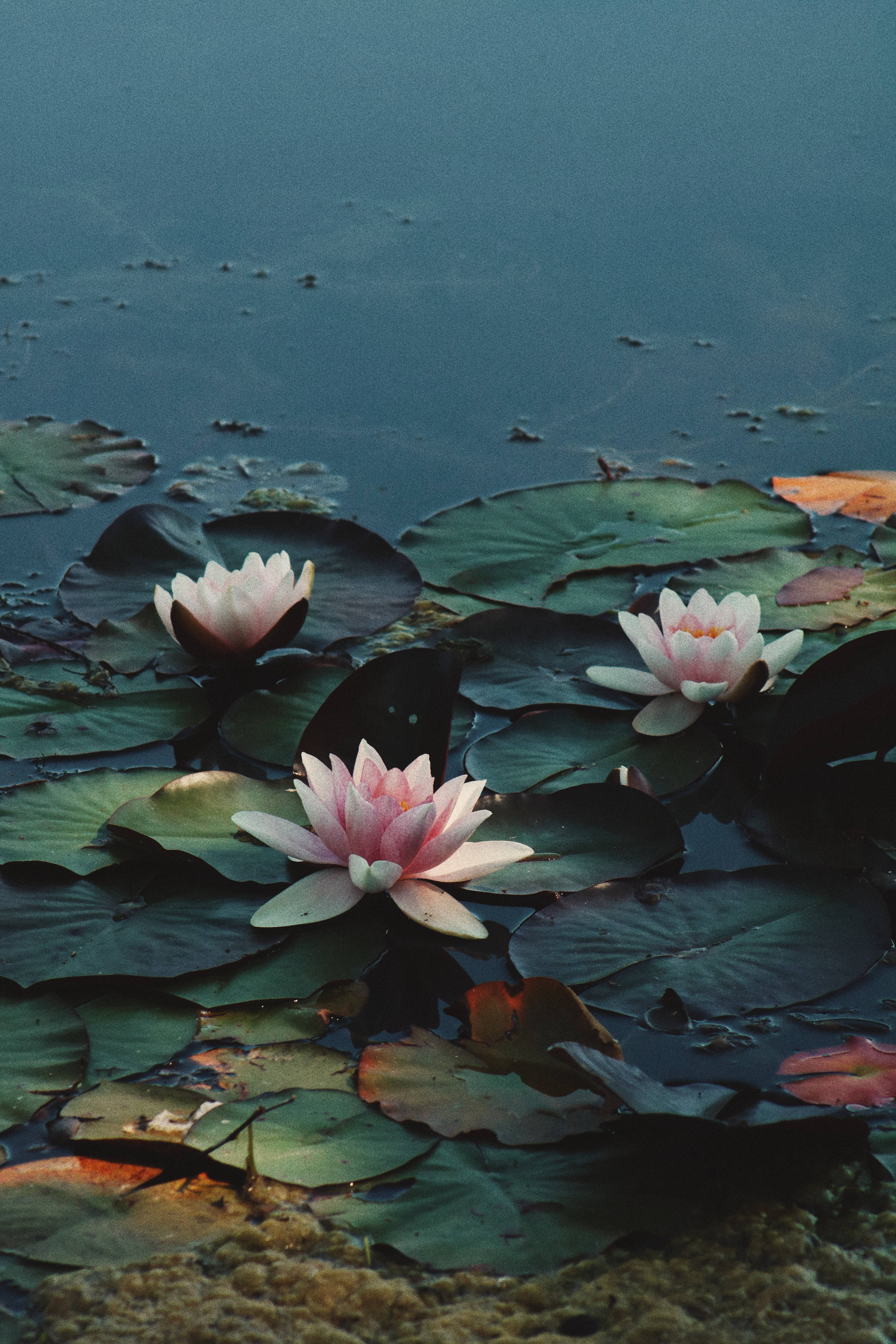 Floare de Lotus Rosea Plena Fundal