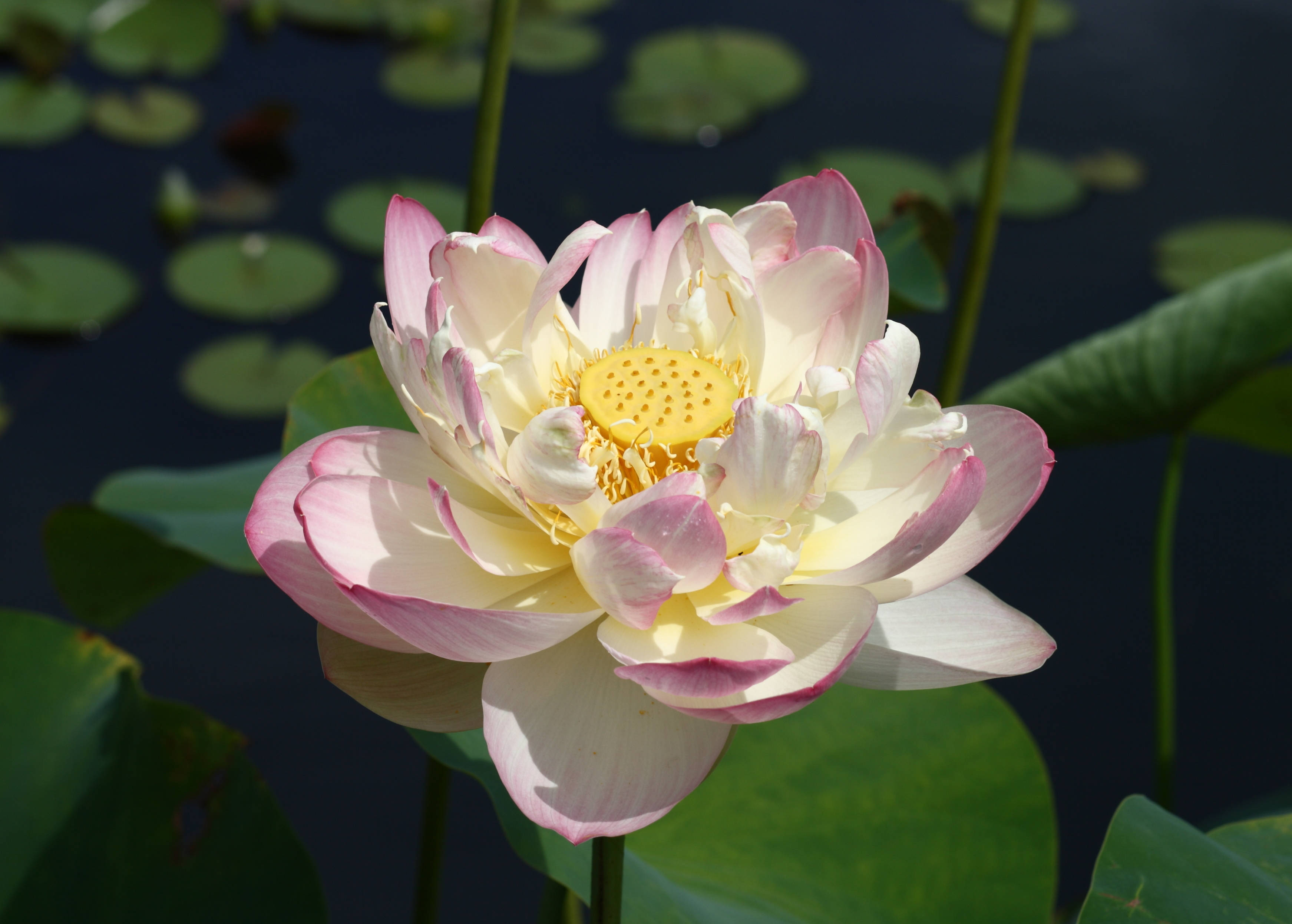 Floare de Lotus Mrs. Perry D. Slocum Fundal
