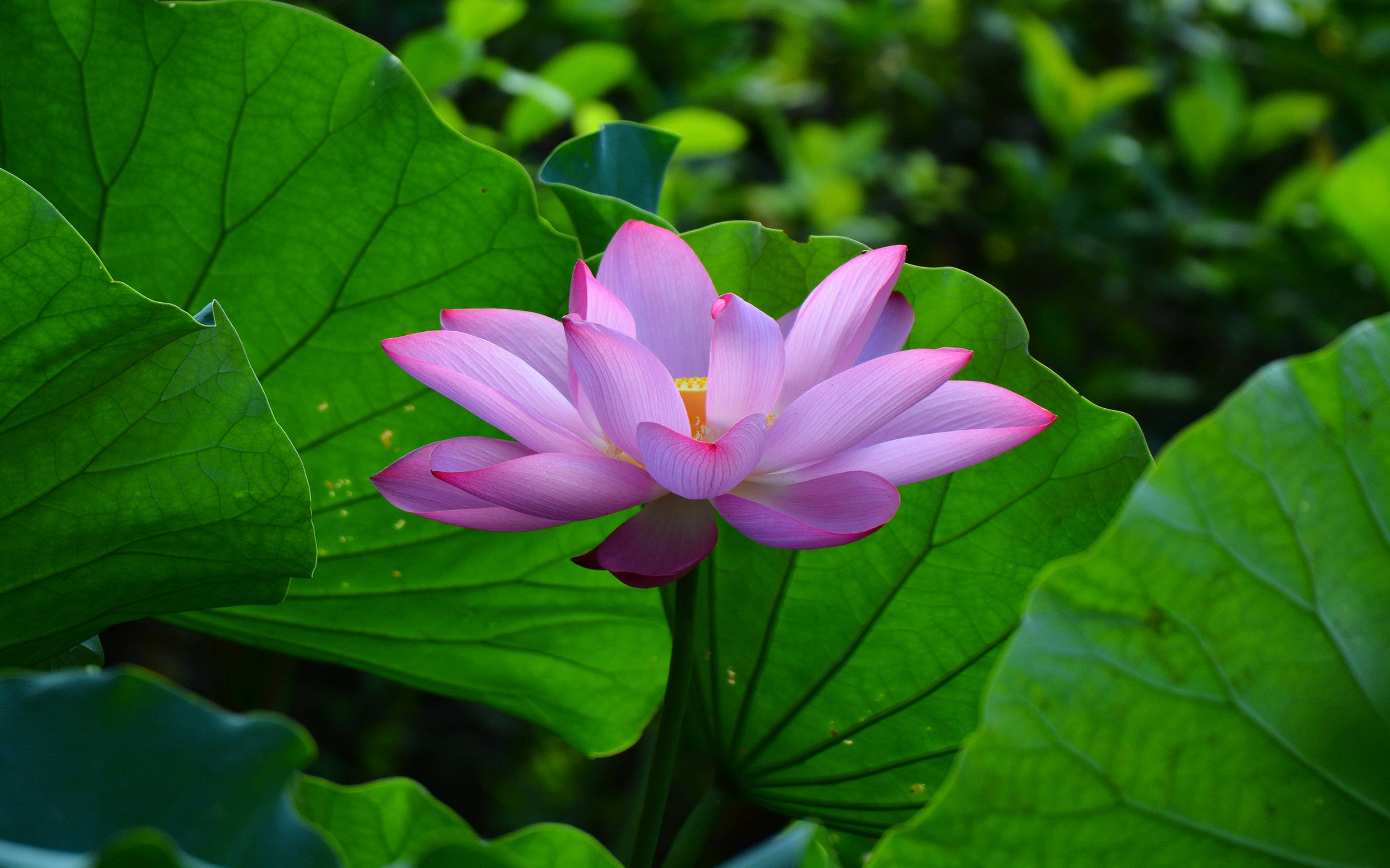 Floare de Lotus Roz Pastel de Vară Fundal