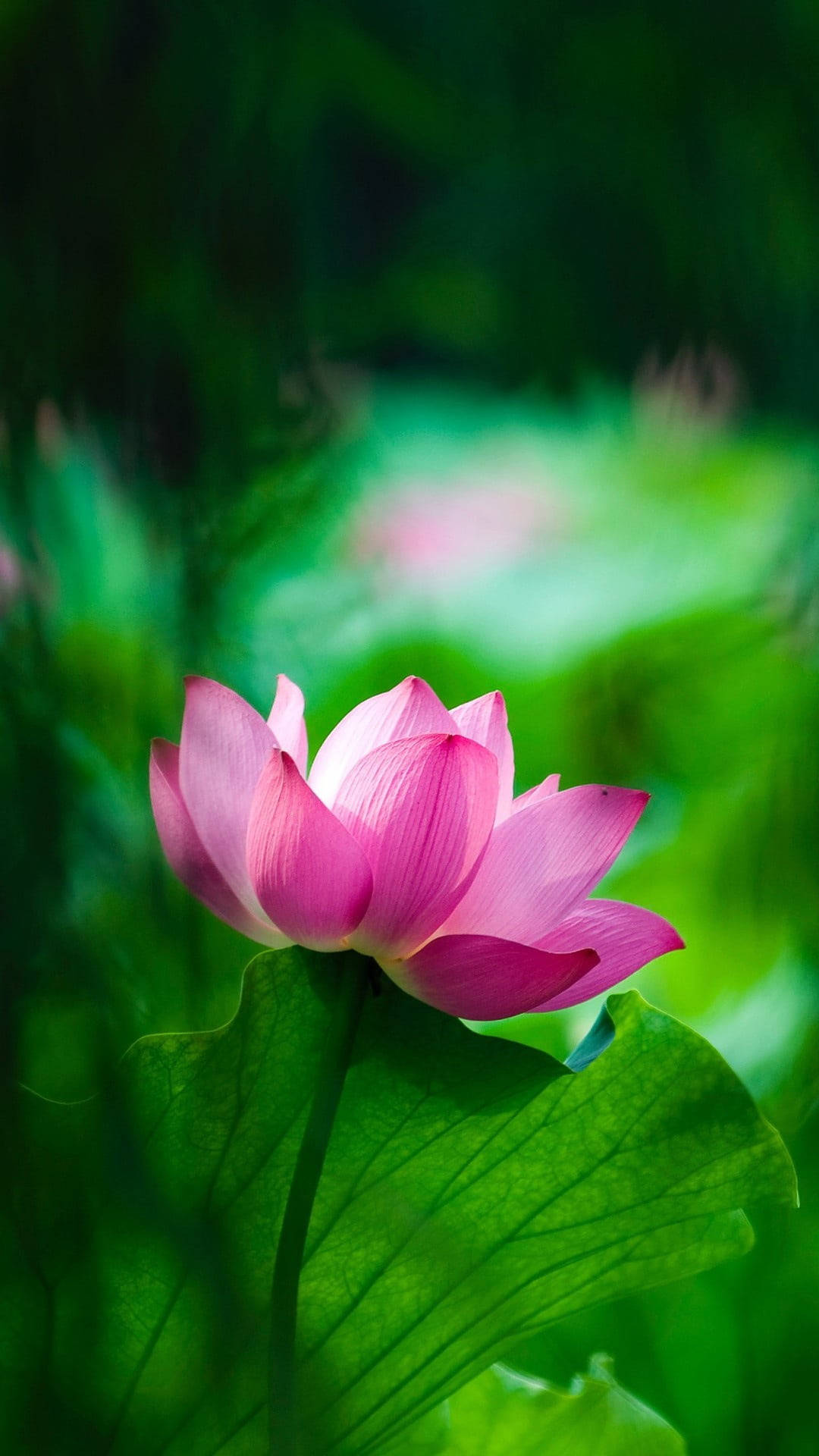 Floare de Lotus Roz Mobilă Fundal