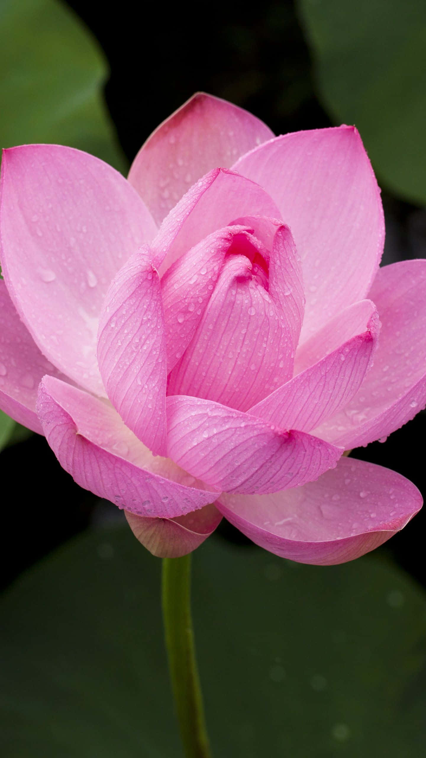 Floare de Lotus Roz Înflorind pe un Lac Linistit Fundal