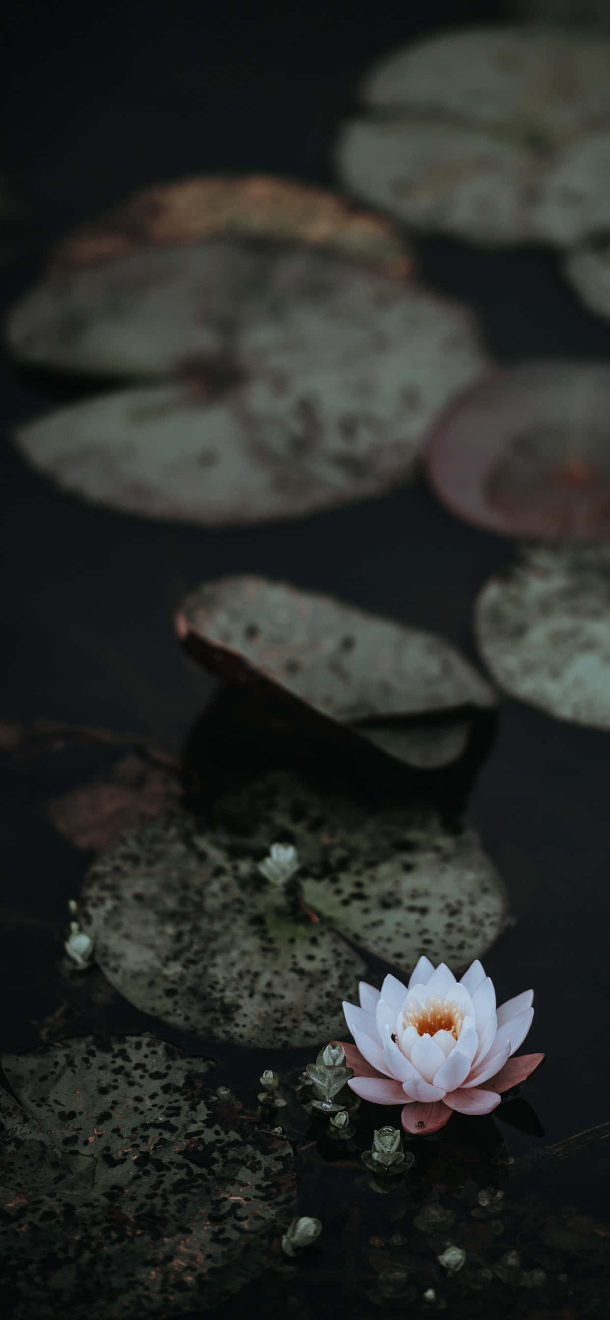 Floare de Lotus Senină în Plină Înflorire Fundal