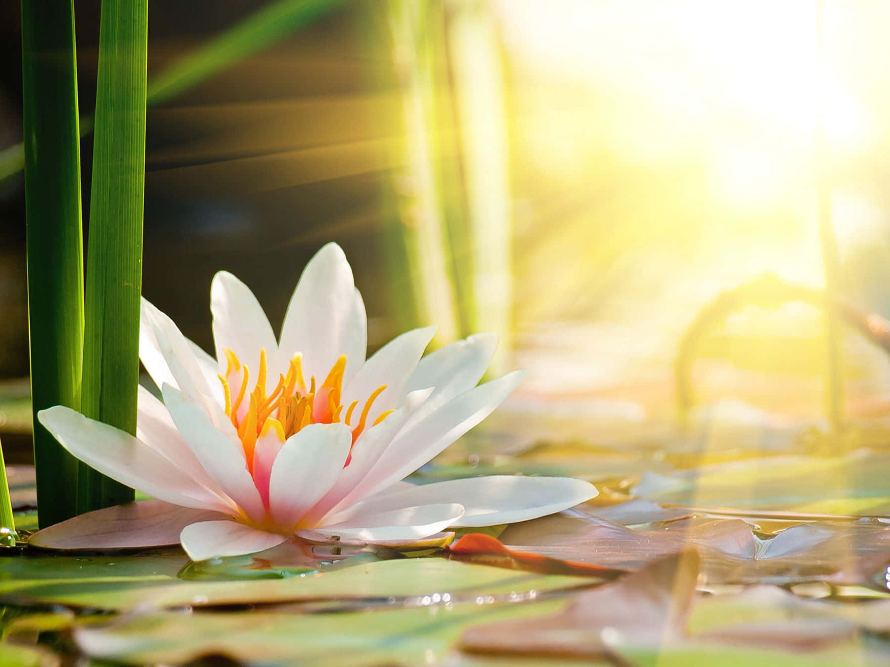 Floare de Lotus Senină Înflorind în Apă Liniștită Fundal