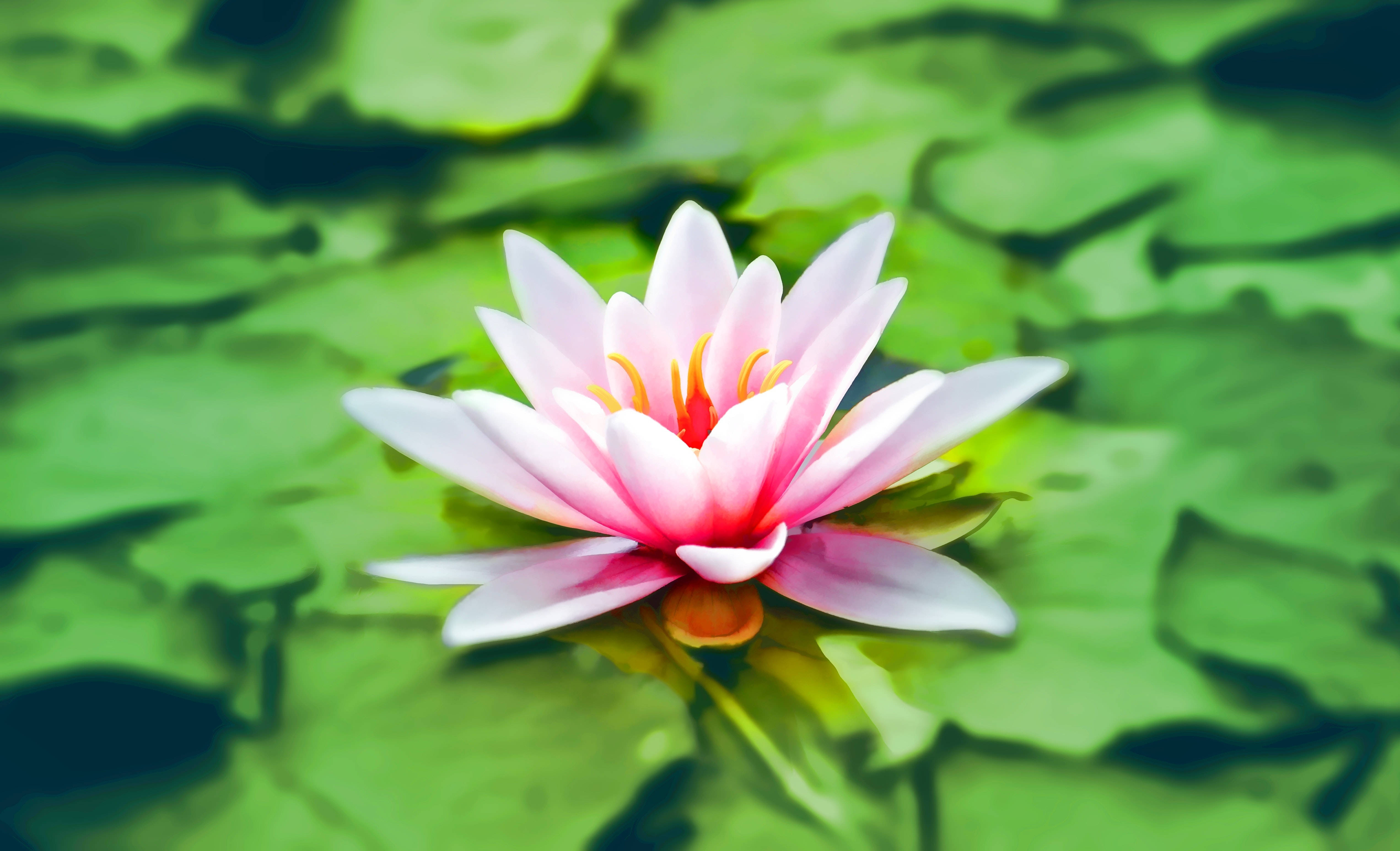 Floare de Lotus Roz în plină înflorire la apogeu Fundal