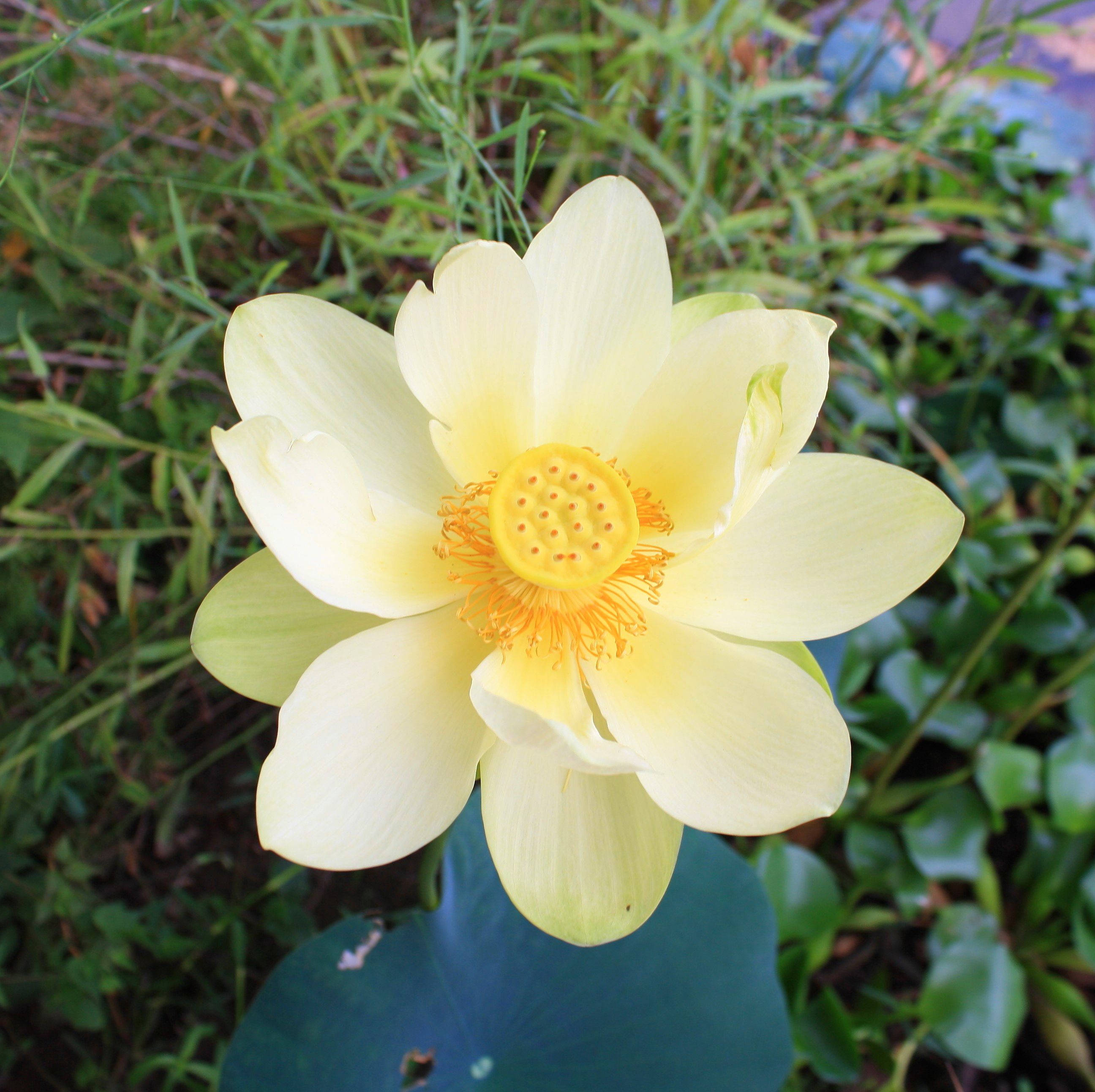 Floare de Lotus Americană Fundal
