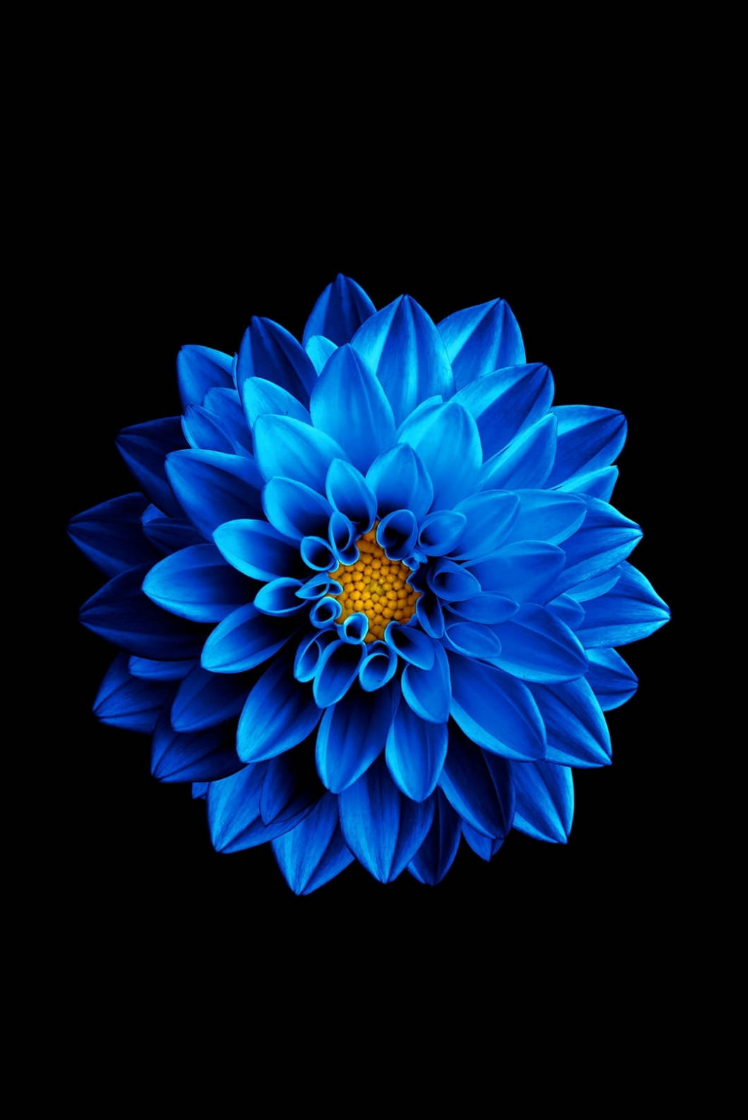 Floare de Lotus Albastră iPhone 4s Fundal
