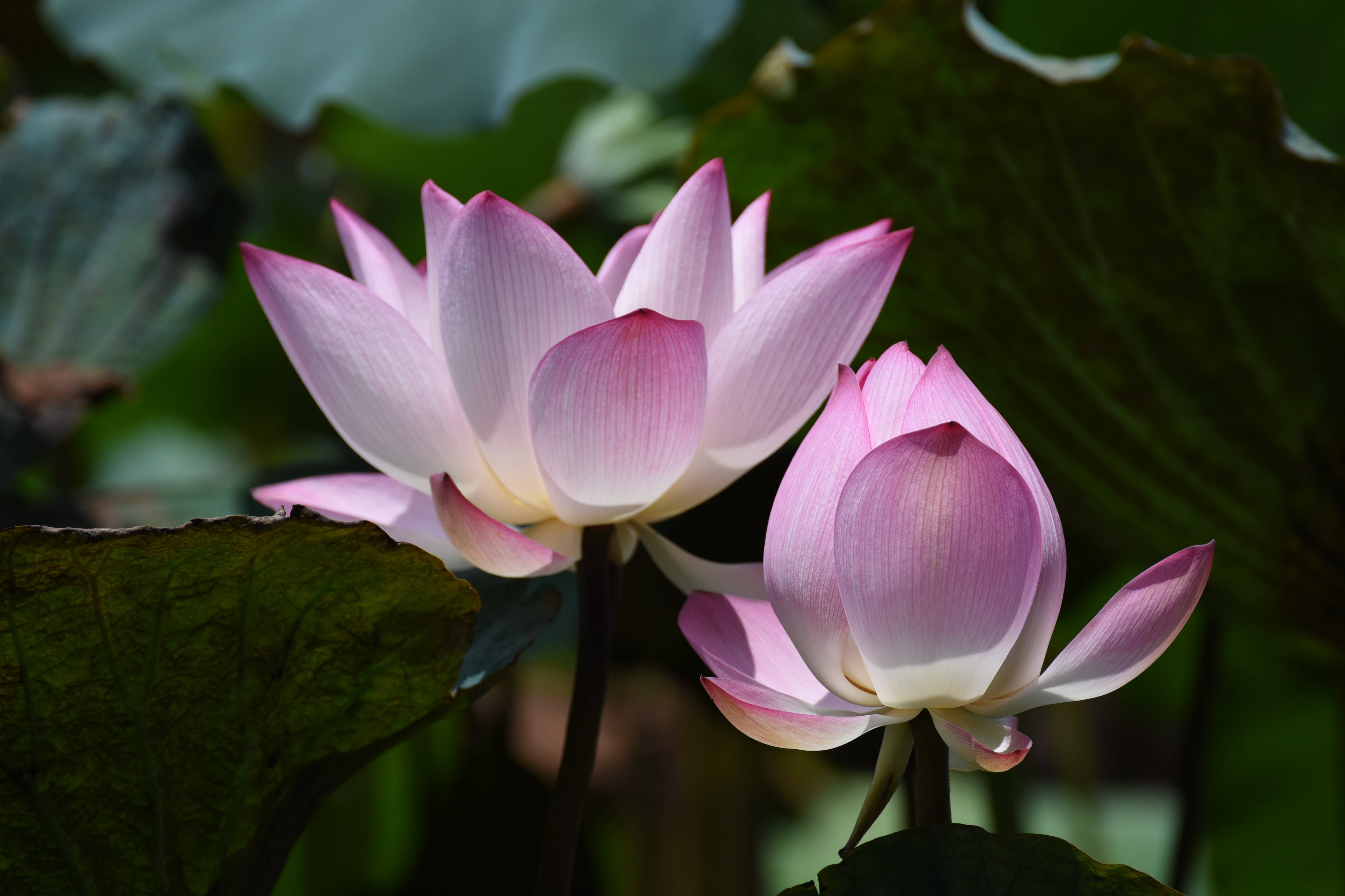 Floare de Lotus Chawan Basu Fundal