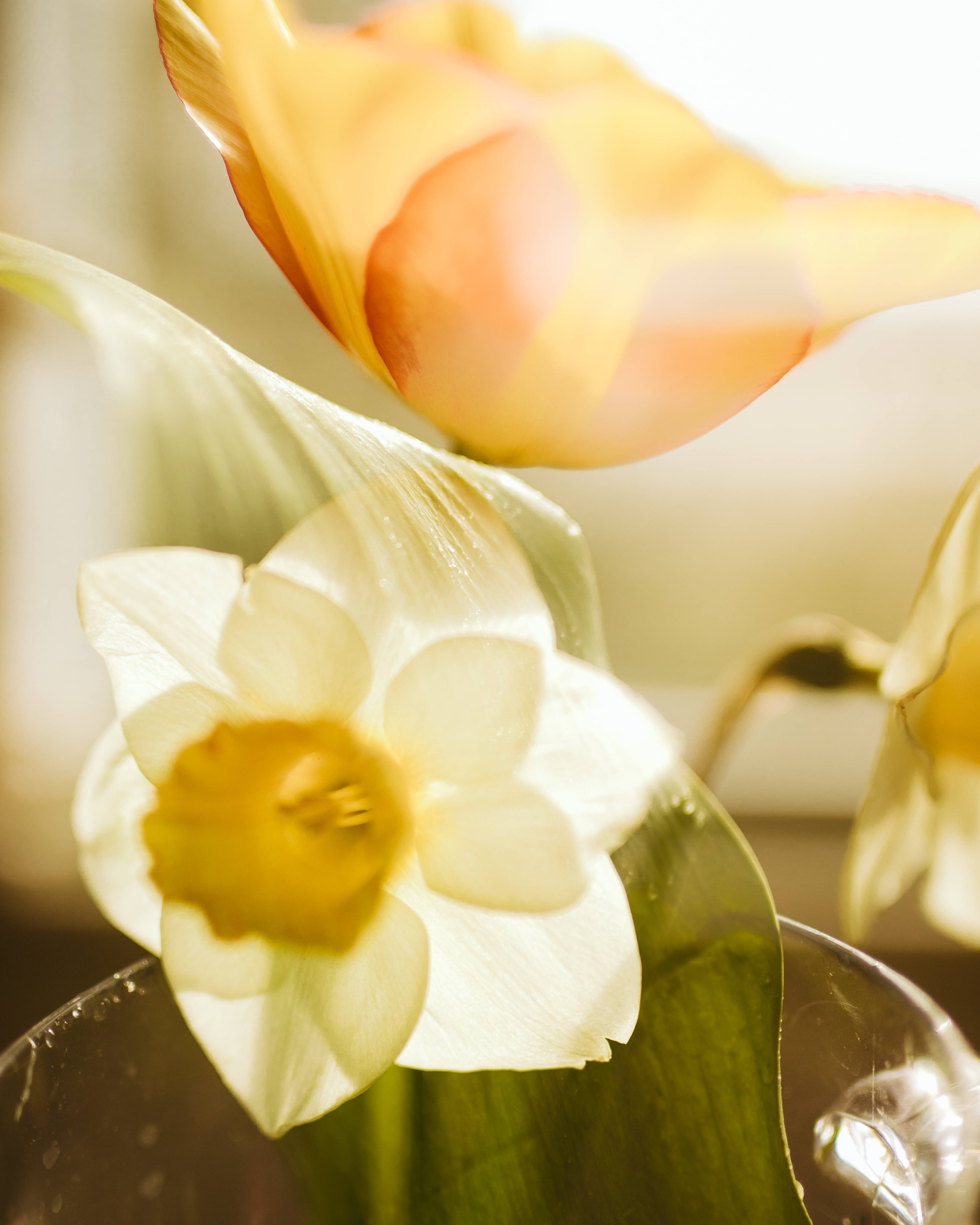 Floare de narcisă lângă floare portocalie Fundal