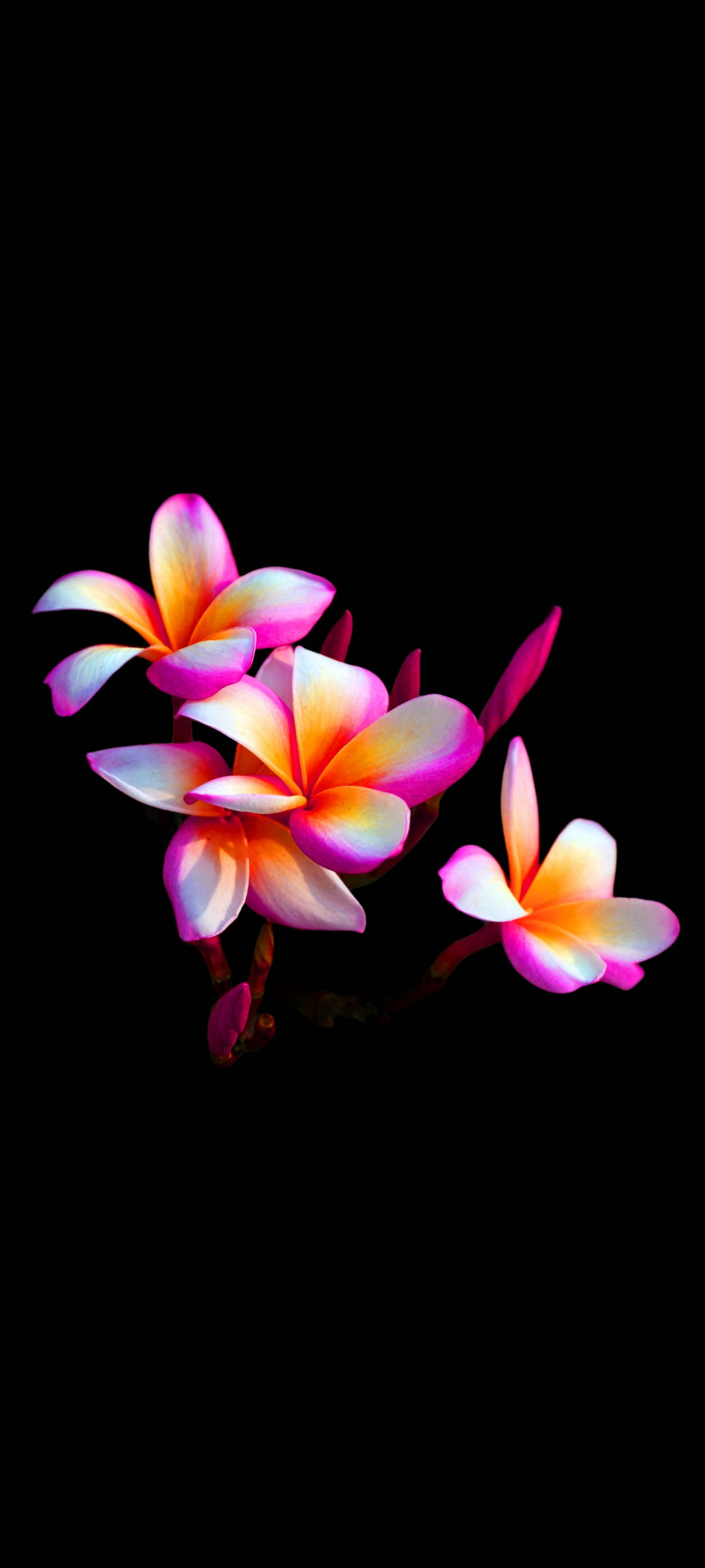 Floare de plumeria elegantă pentru telefon Fundal