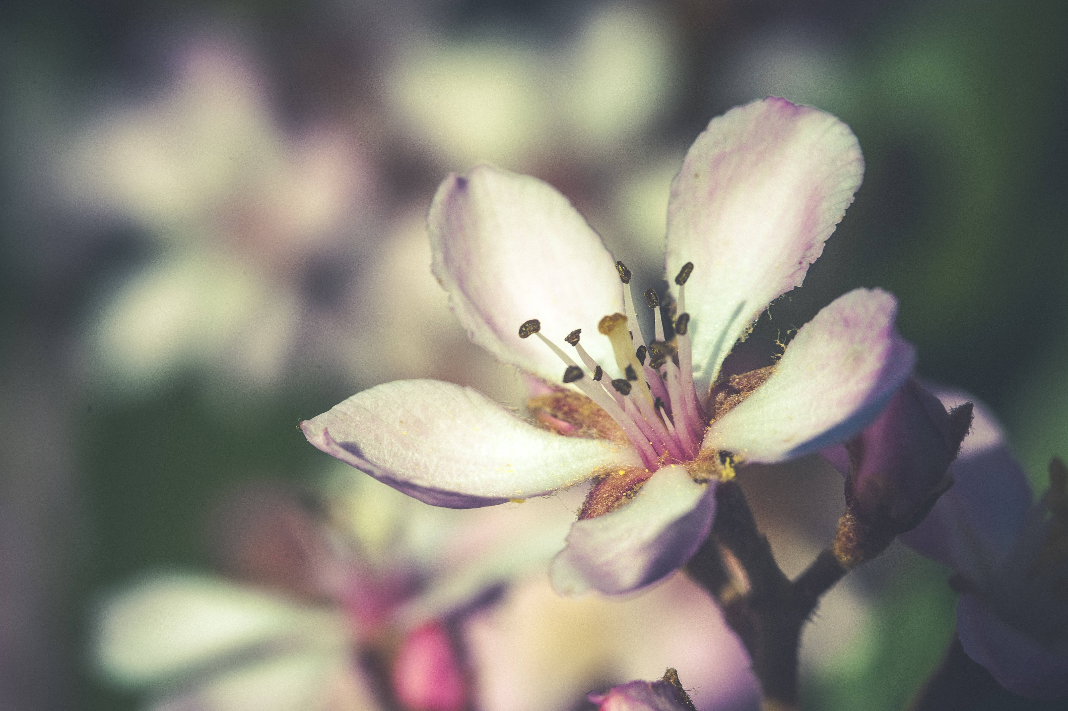 Floare de Primăvară Focalizare Selectivă Fundal